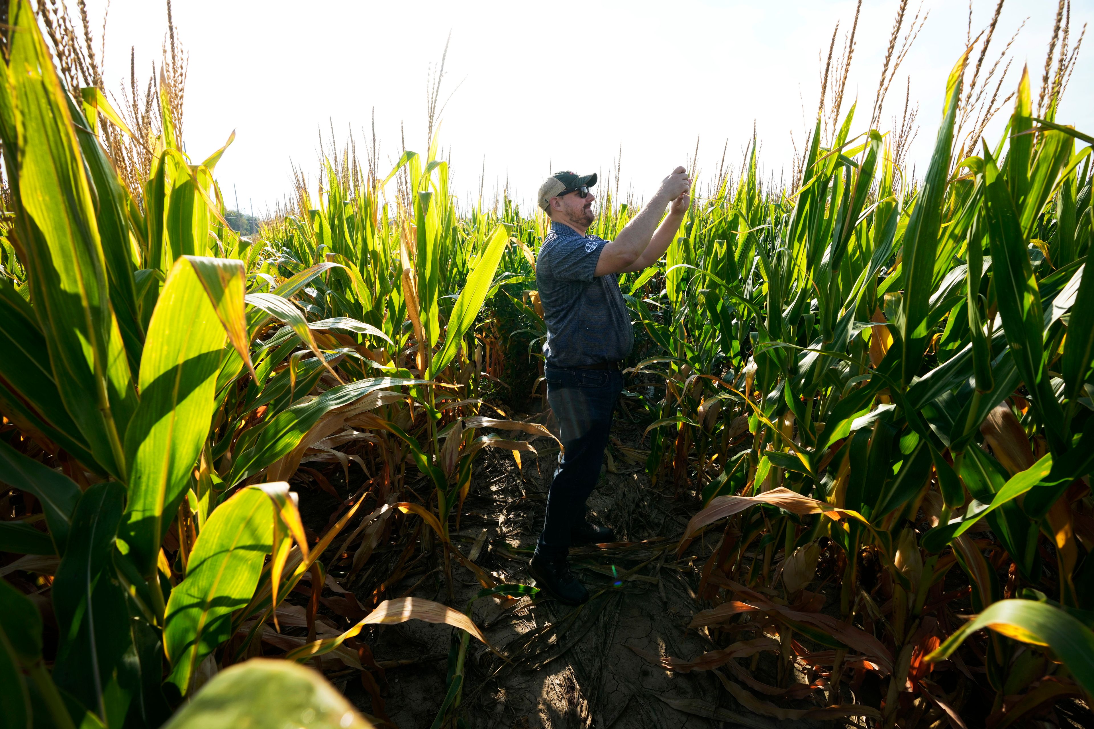 Bayer Crop Science spokesman Brian Leake takes a photo as he stands among short corn in a field, Monday, Sept. 16, 2024, in Wyoming, Iowa. (AP Photo/Charlie Neibergall)