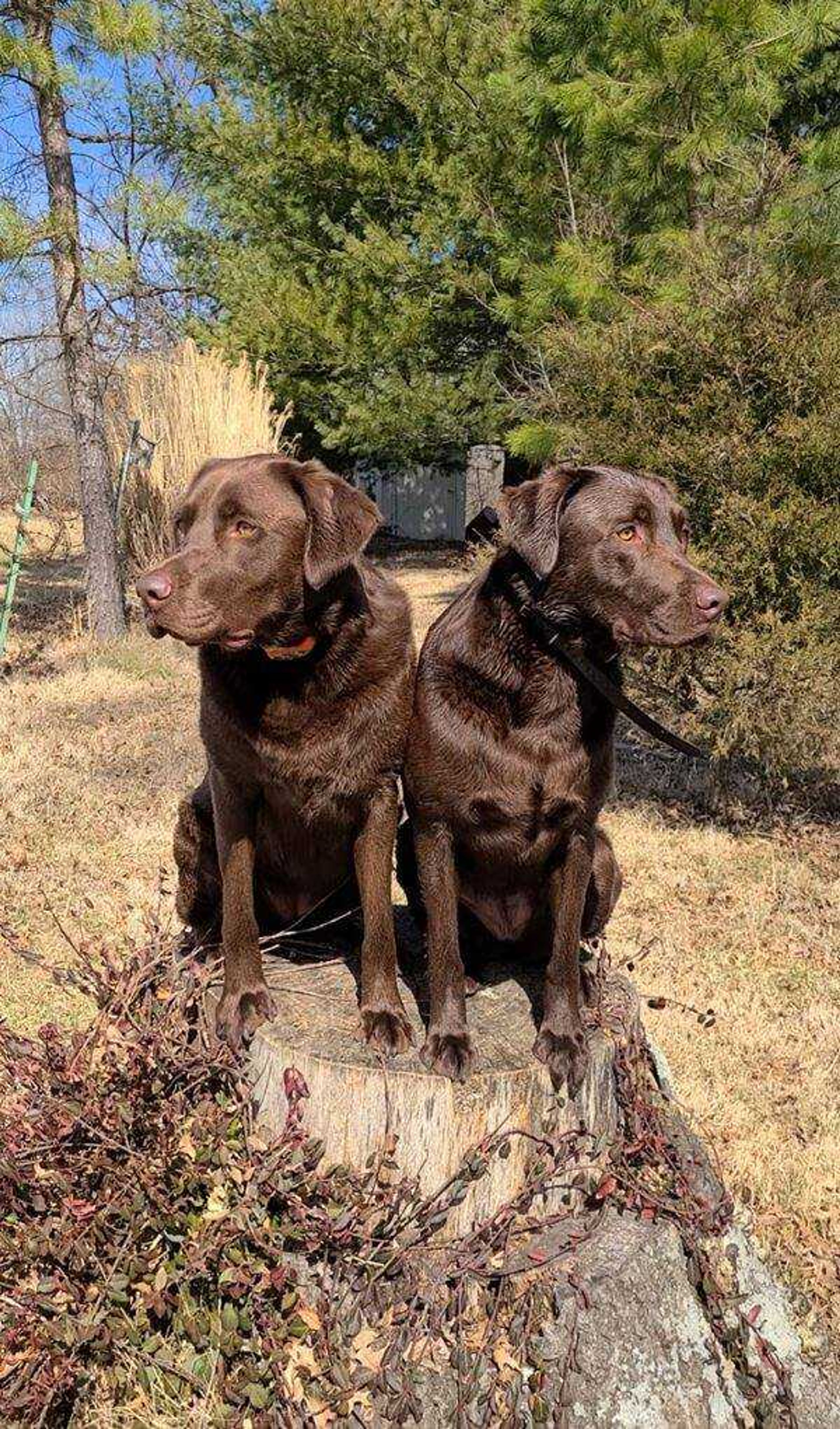 Violet and Dawn -&nbsp;Littermates Violet and Dawn just turned 3.&nbsp; They have AKC CGC and CGCA titles as well as UKC HRC started hunting retriever titles. Training never ends.