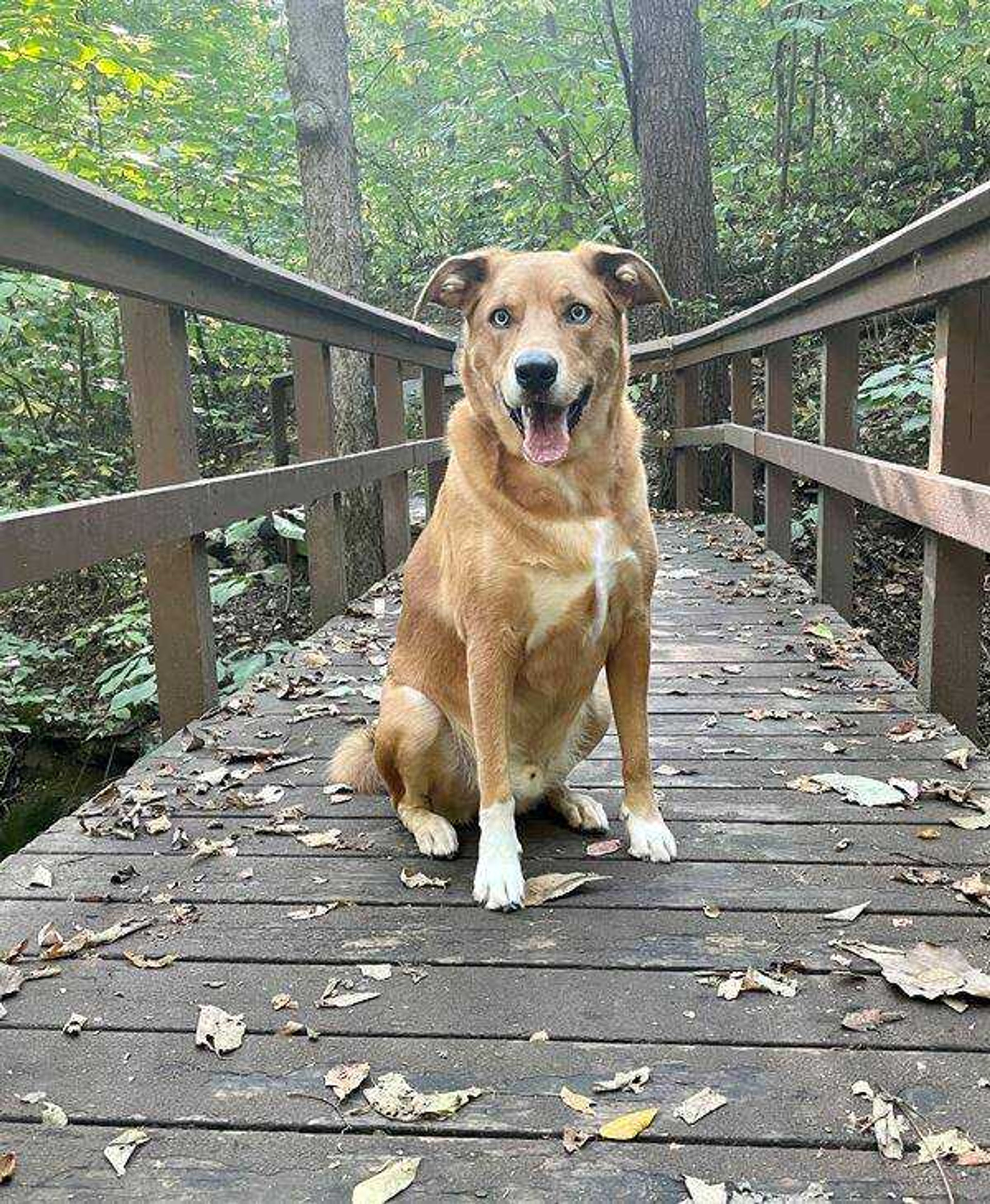 Adventure with Luka -&nbsp;&nbsp; Luka loves the Cape County Park, running through trails and exploring the smells!