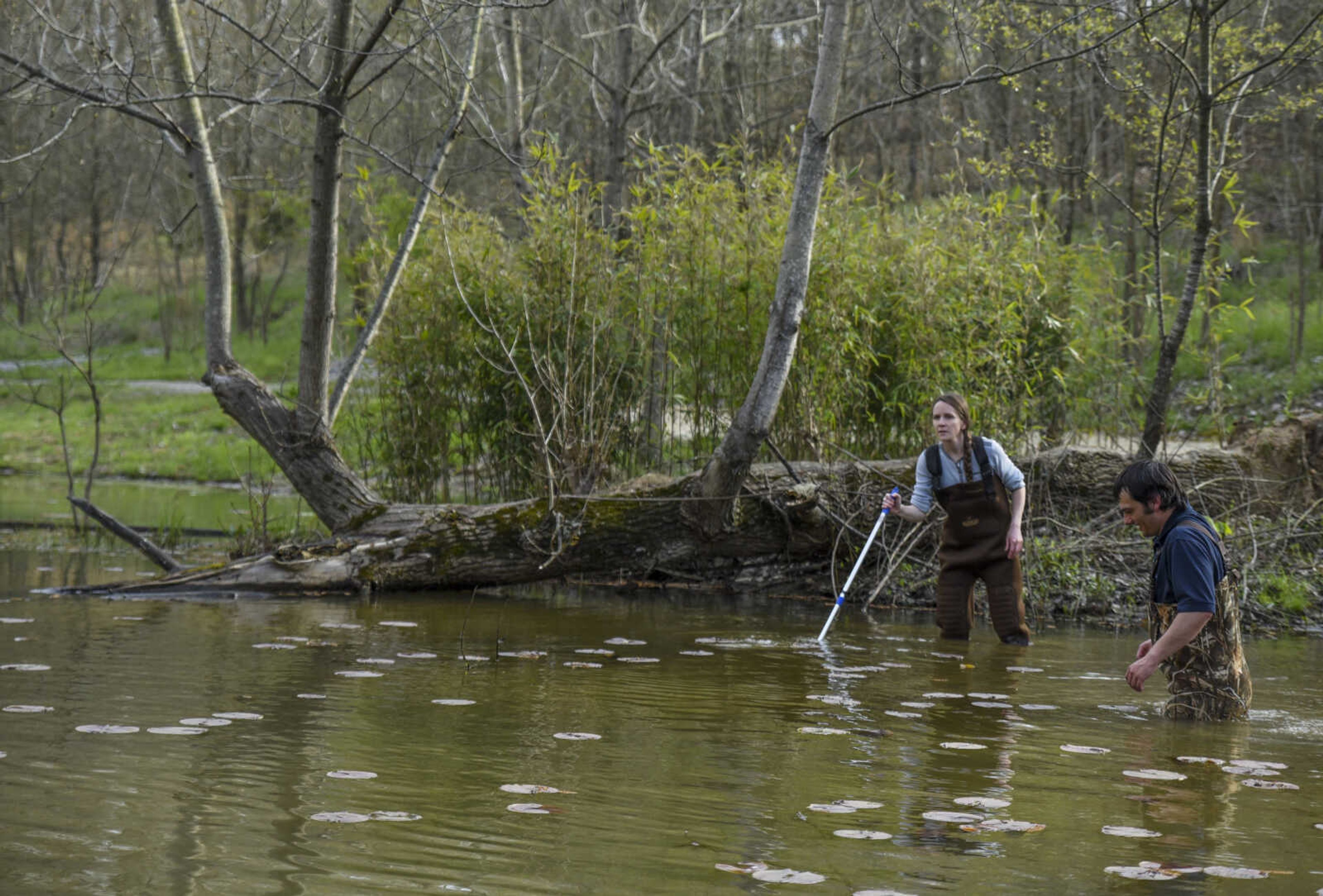 Shelby Timm, resource staff scientist with the Missouri Department of Conservation, left, and Michael Ragsdell, SEMO practicum student, wade through a swampy pond Friday, April 20, 2018, at the Cape Girardeau Conservation Nature Center.