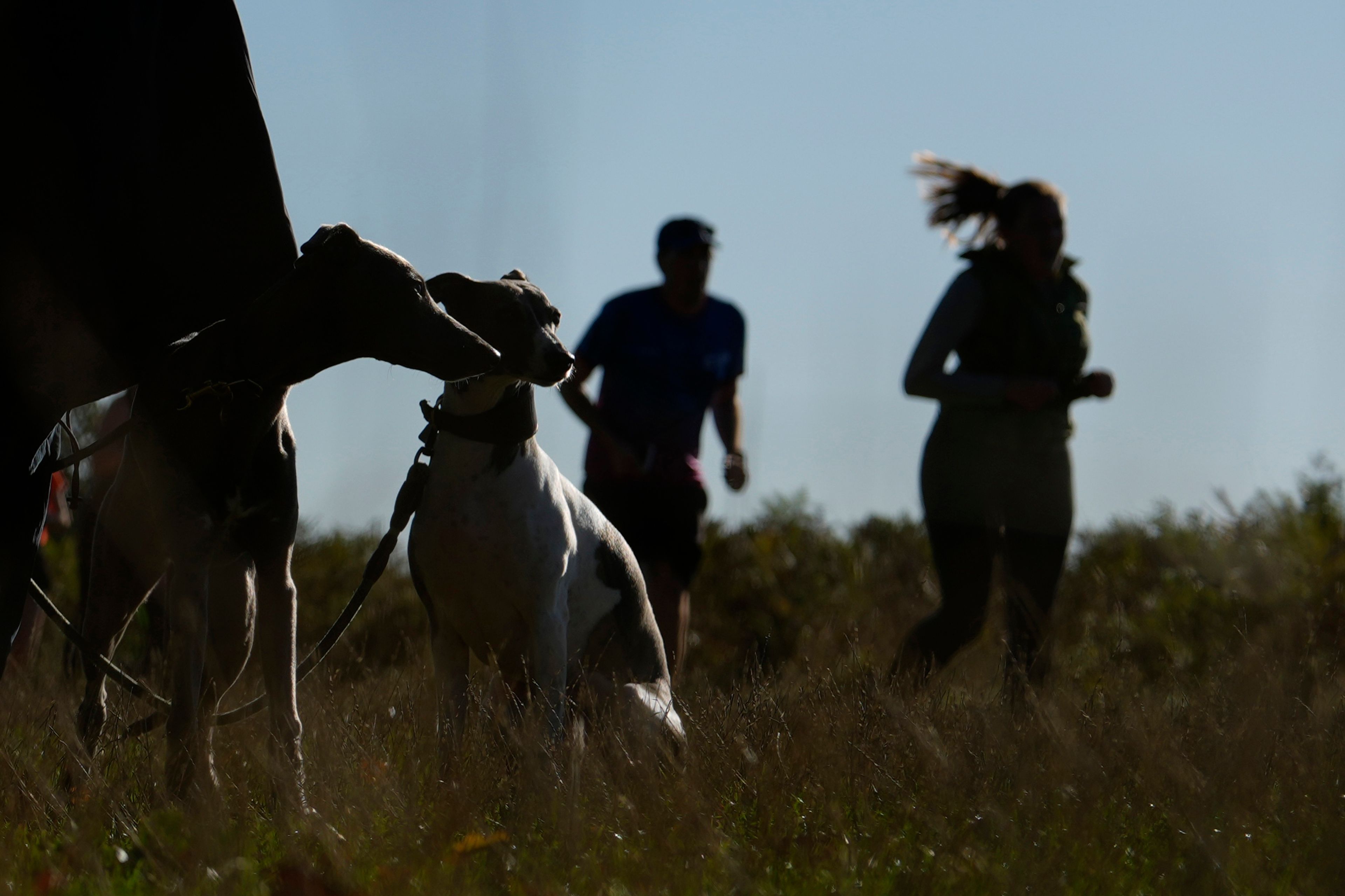 A woman waits with two dog as she watches runners compete in the parkrun event in Bushy Park, southwest London, Saturday, Sept. 28, 2024. (AP Photo/Alastair Grant)