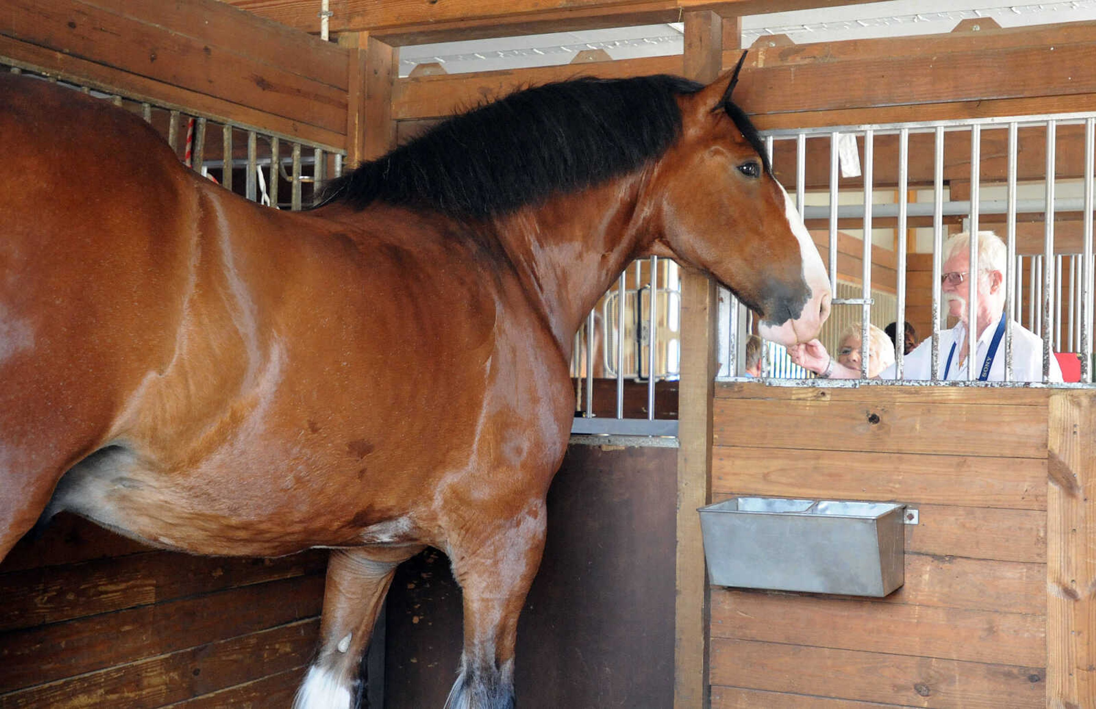 LAURA SIMON ~ lsimon@semissourian.com

The Budweiser Clydesdales make an appearance at The Hope Theraputic Horsemanship Center in Perryville, Missouri, Friday, June 20, 2014.