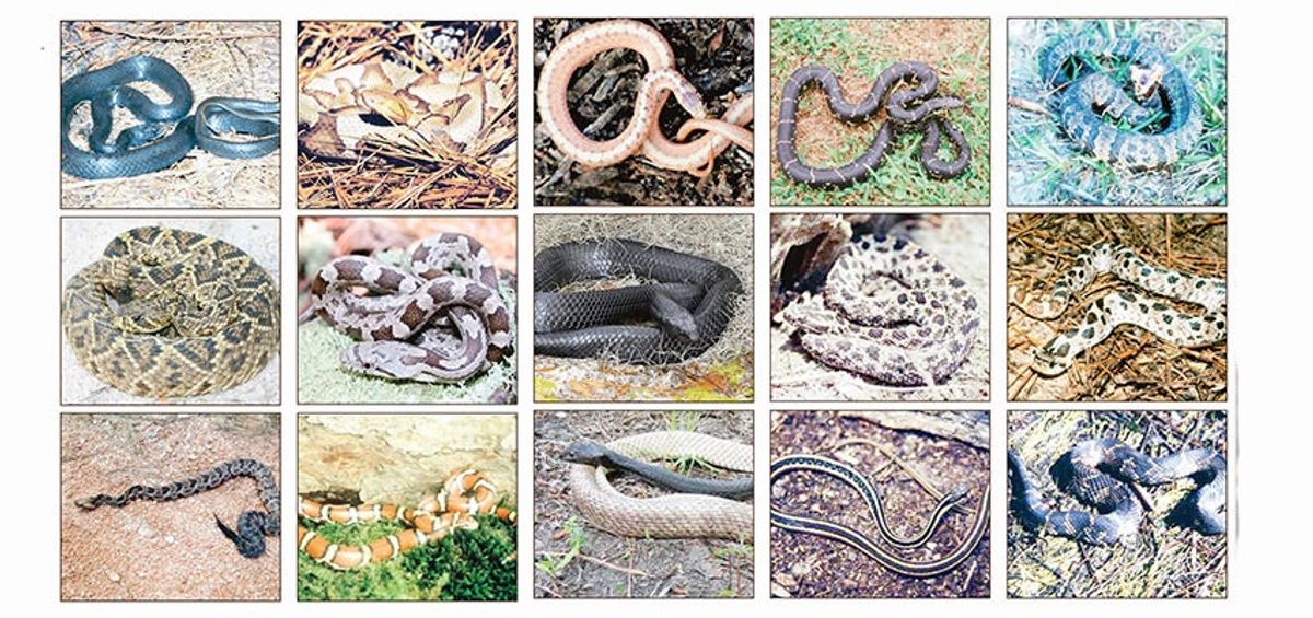 Snake Rodeo Annual 'guests' arriving for Rattlesnake Rodeo