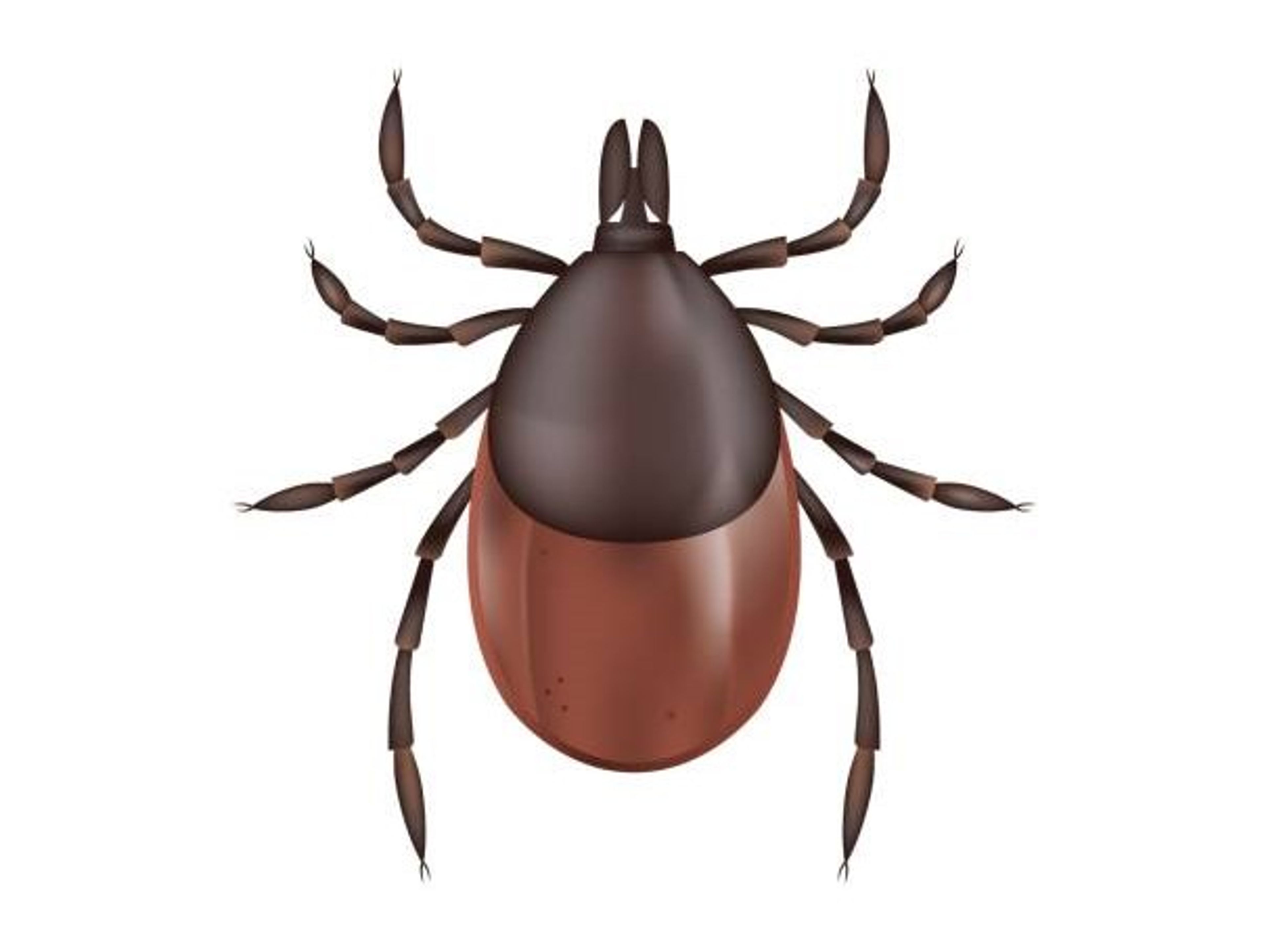 ‘Every year is a bad tick year’: Expert tips to reduce your risk