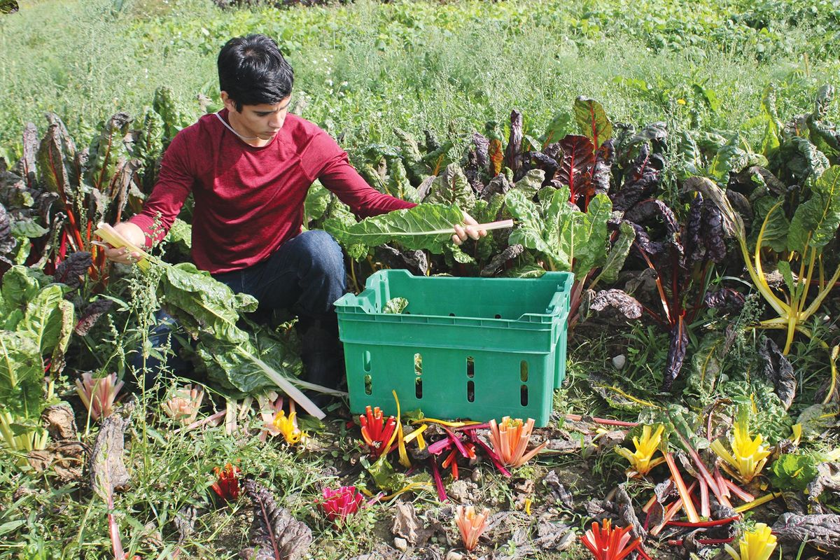 Tc3 Farm TC3 farm to bistro a unique program