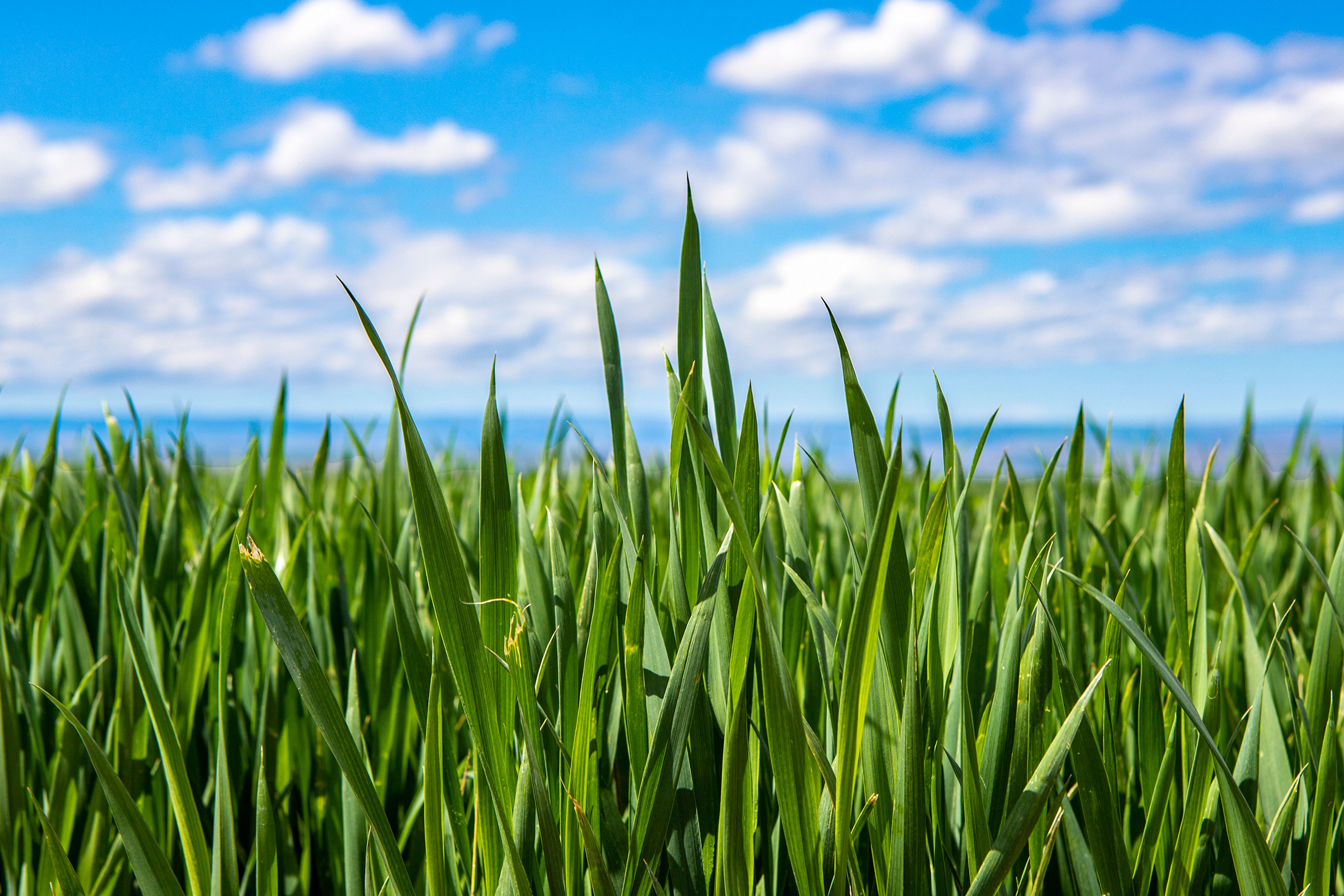 Blades of young wheat reach toward the sun south of Lewiston earlier this spring. Grain crops have generally grown well during this year's cool, wet spring in the Northwest.