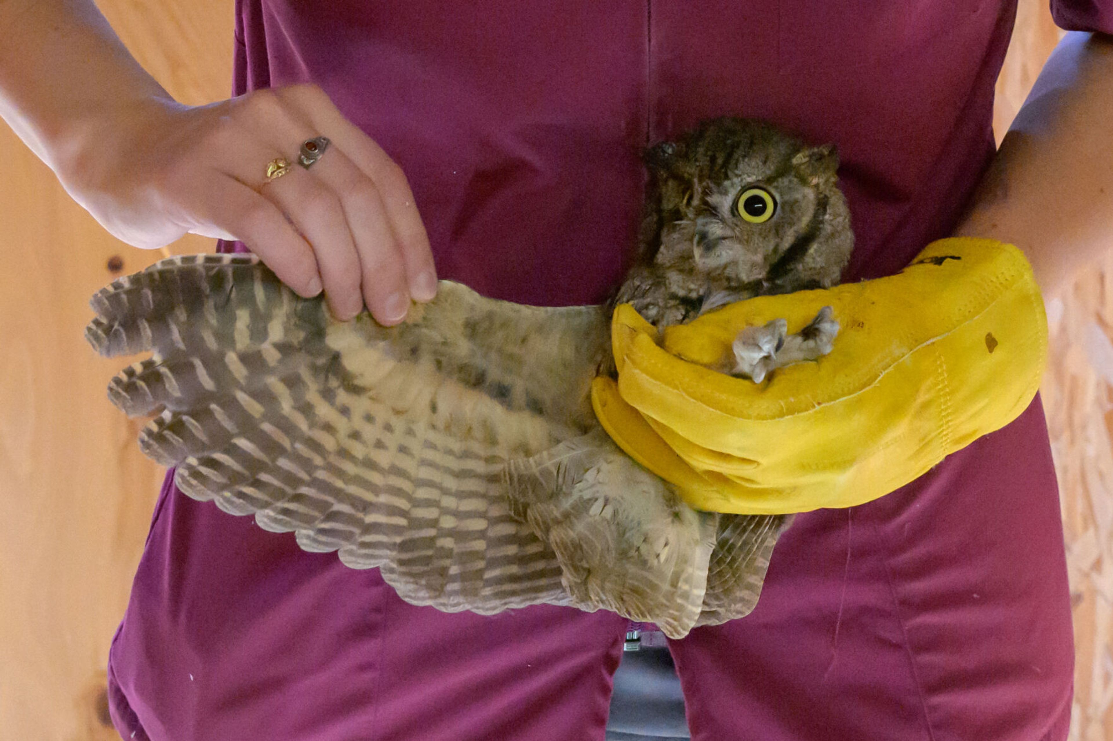 WSU wildlife veterinarian Dr. Marcie Logsdon extends a wing of a western screech owl while giving the raptor one last examination before it was released into the wild at the Palouse-Clearwater Environmental Institute on Thursday, Sept. 19, 2024, in Moscow, Idaho. The owl had been receiving care at the Stauber Raptor Facility in Washington State University's College of Veterinary Medicine and was released at PCEI because the facility and surrounding land has an abundance of ideal owl habitat. (College of Veterinary Medicine/Ted S. Warren)