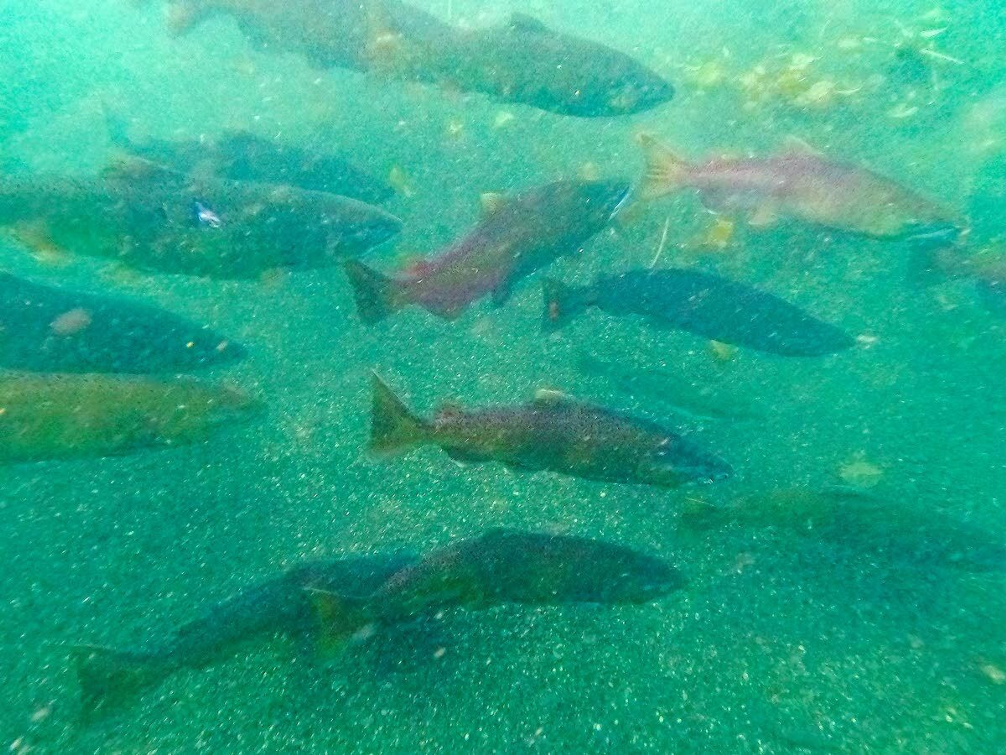 A pod of chinook congregate in a pool before moving upstream toward spawning grounds.