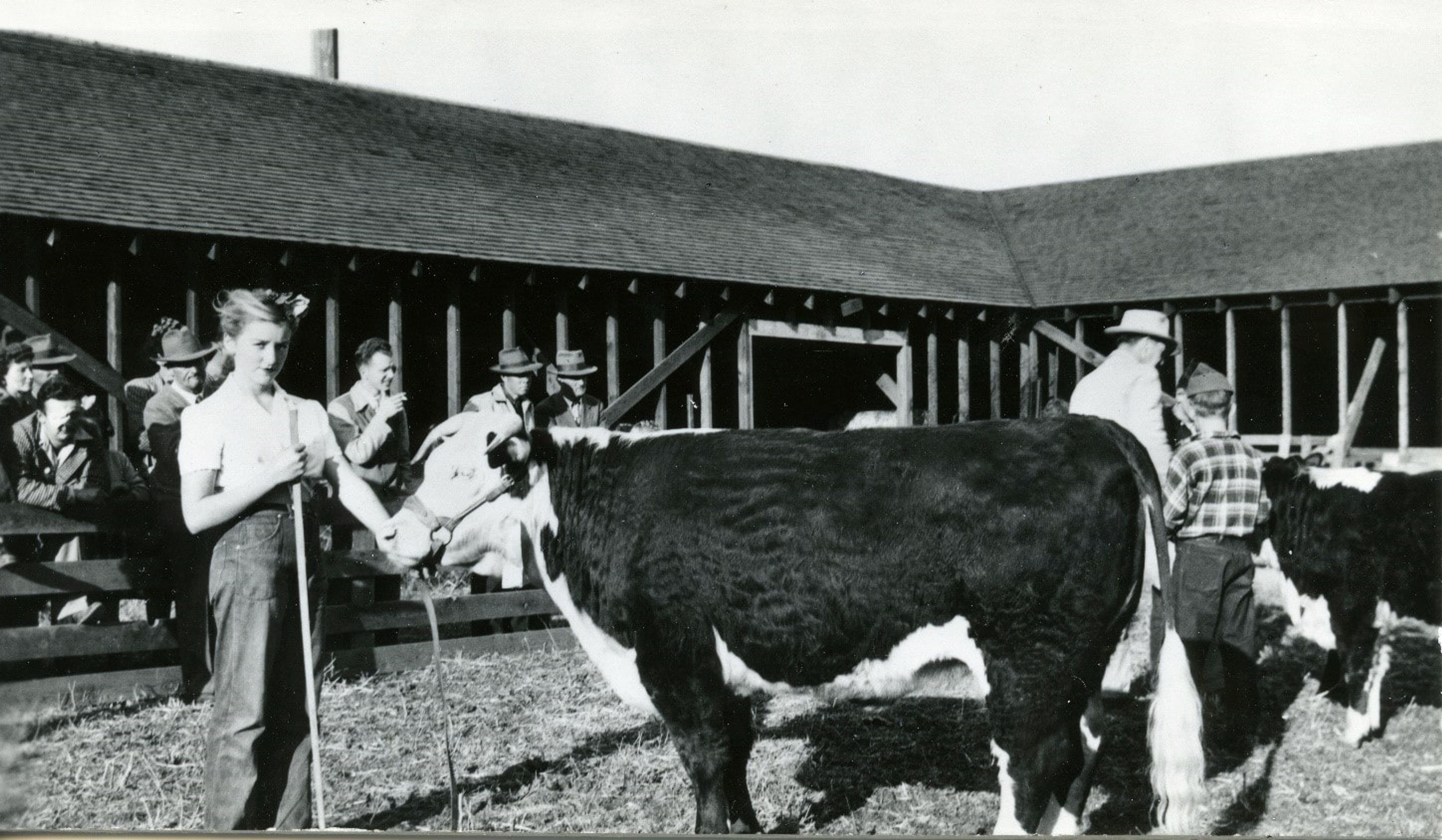 Wanita Bahr from Cedar Ridge with her 4-H cow in 1946 at the Latah County Fair.