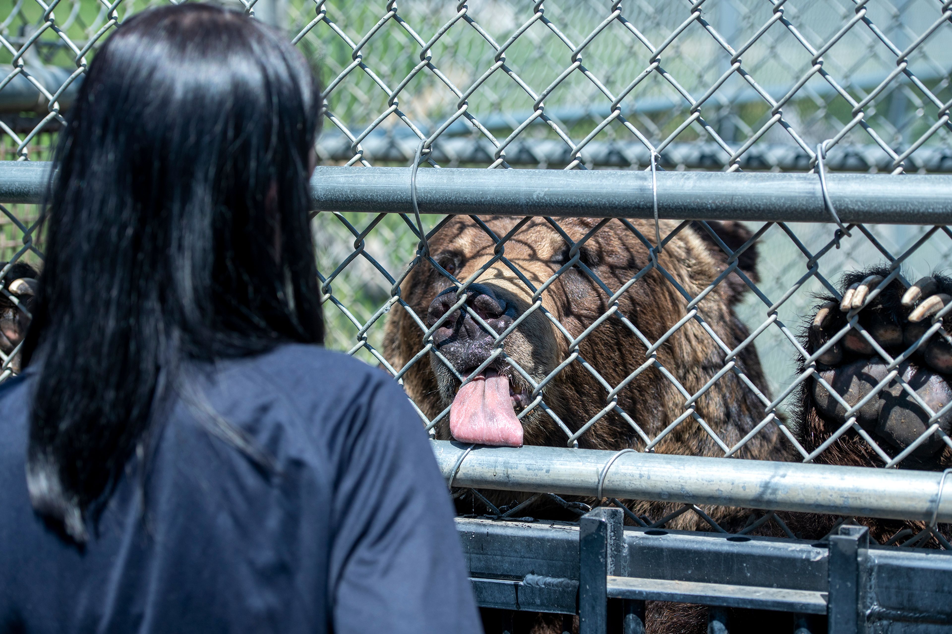 A grizzly bear named Frank sticks out his tongue while being fed honey by graduate student Heather Havelock at Washington State University’s Bear Center on Thursday afternoon in Pullman.