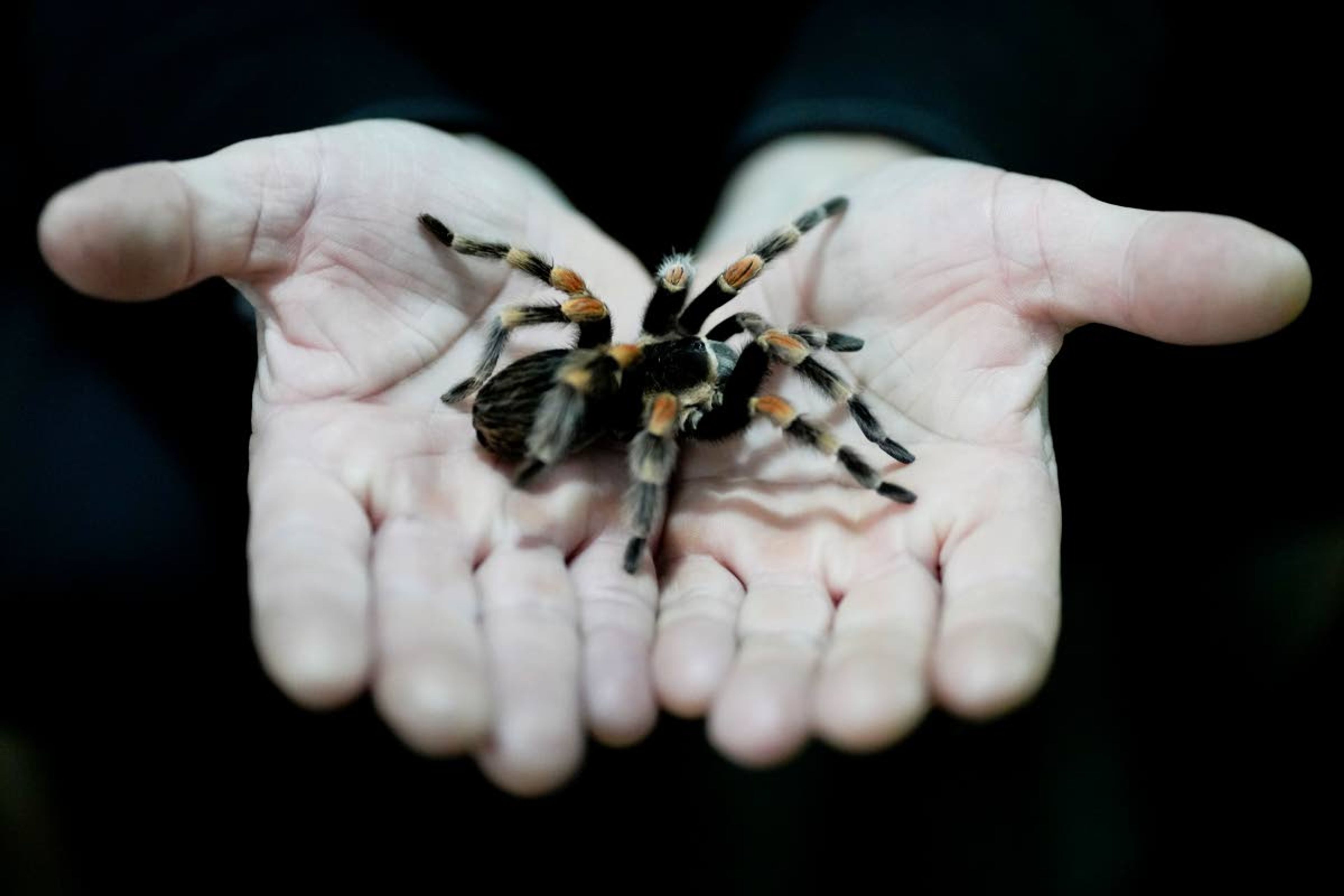 Nurse Osvaldo Negri holds a tarantula, one of his 60 pet spiders in Lanus, Argentina, Thursday, Sept. 9, 2021. The 50-year-old nurse said he began raising spiders to overcome arachnophobia and that caring for them has helped him cope with working at the hospital in the midst of COVID-19, “unplugging” as he watches and sometimes touches the spiders, feeding them cockroaches. (AP Photo/Natacha Pisarenko)