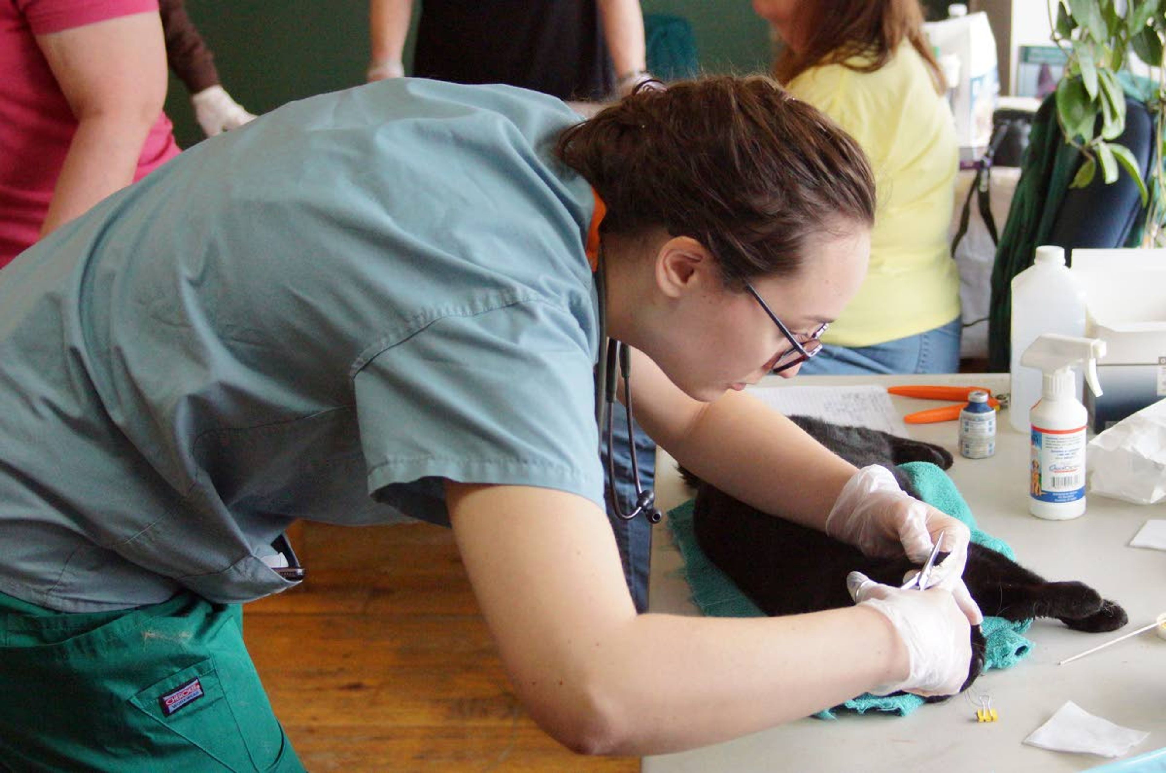 Kathryn Sutherland clips the ear of a cat during a feral cat spay and neuter clinic Sunday. The clipped ear shows the animal has been spayed or neutered.