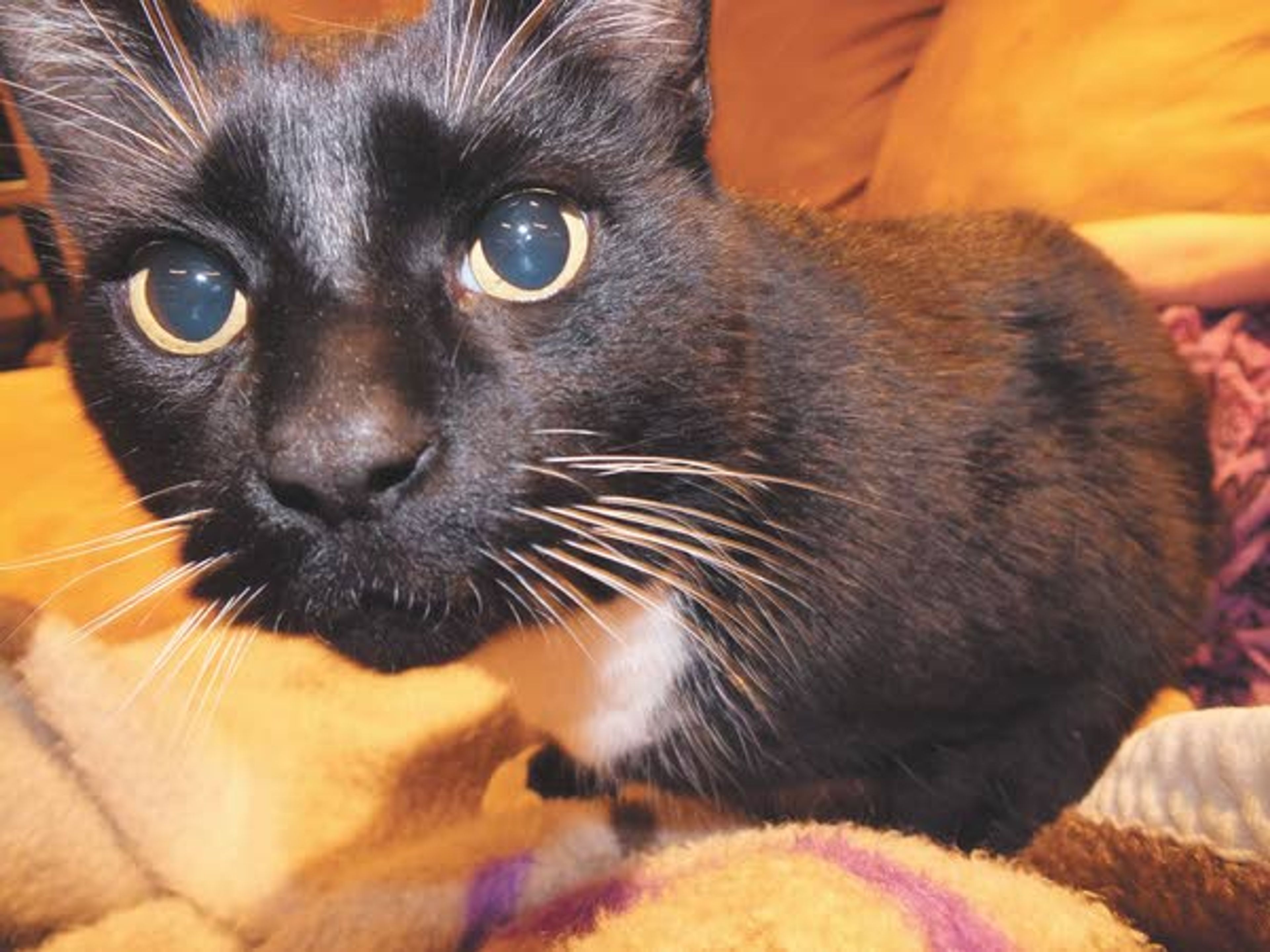 Daily News reader Tareyn Green, 14, sent this photo of her
sister’s cat, Goddard, who decided to check out her new camera.