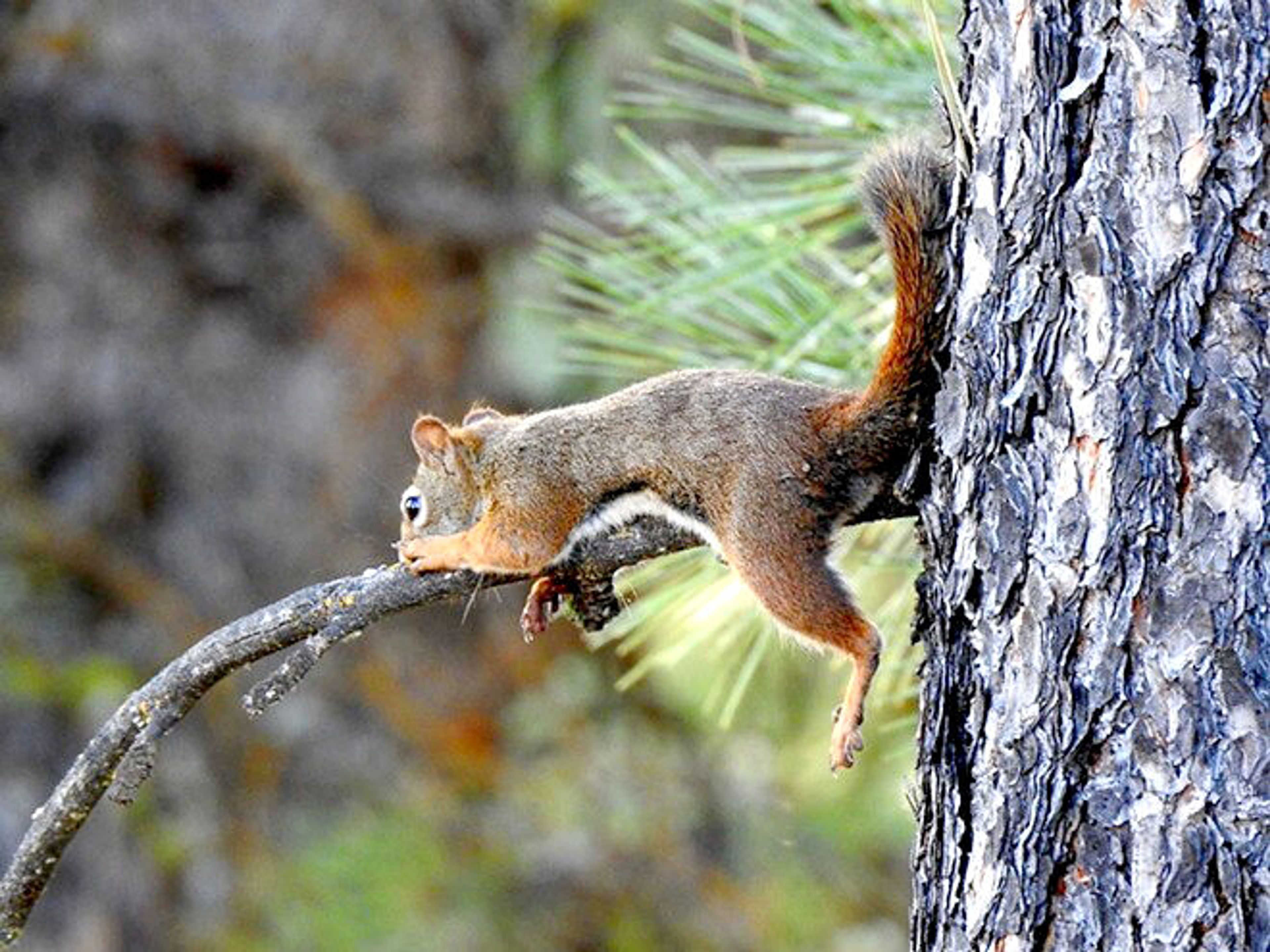 Jodi Heustis Dimmick snapped this image of a squirrel on a limb at "Share Your Snaps," an online community photo album. See more of Dimmick's images, and submit your own at inland360.com.