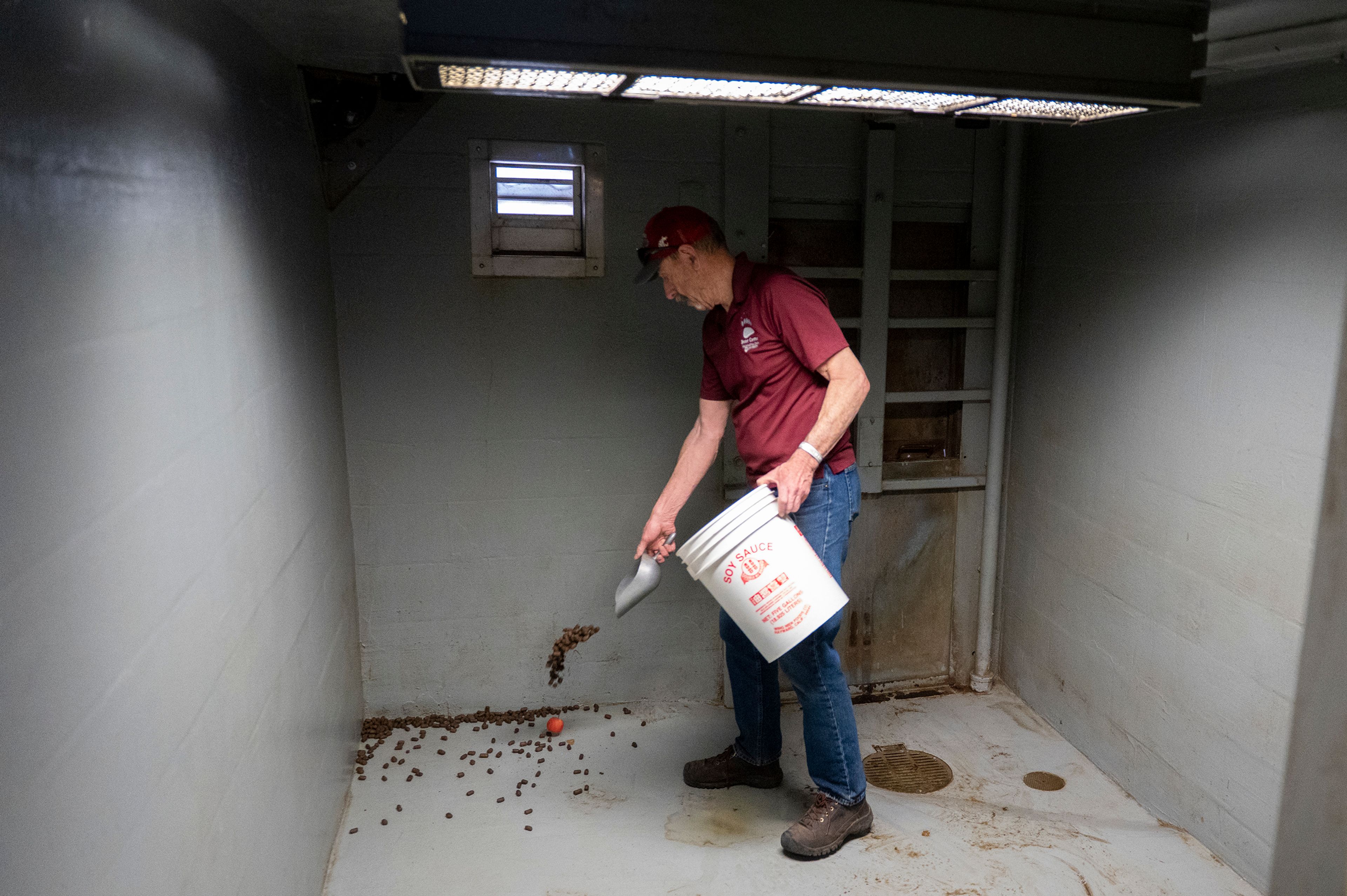 Professor Charlie Robbins spreads food onto the floor for grizzly bears at Washington State University’s Bear Center on Thursday afternoon in Pullman.