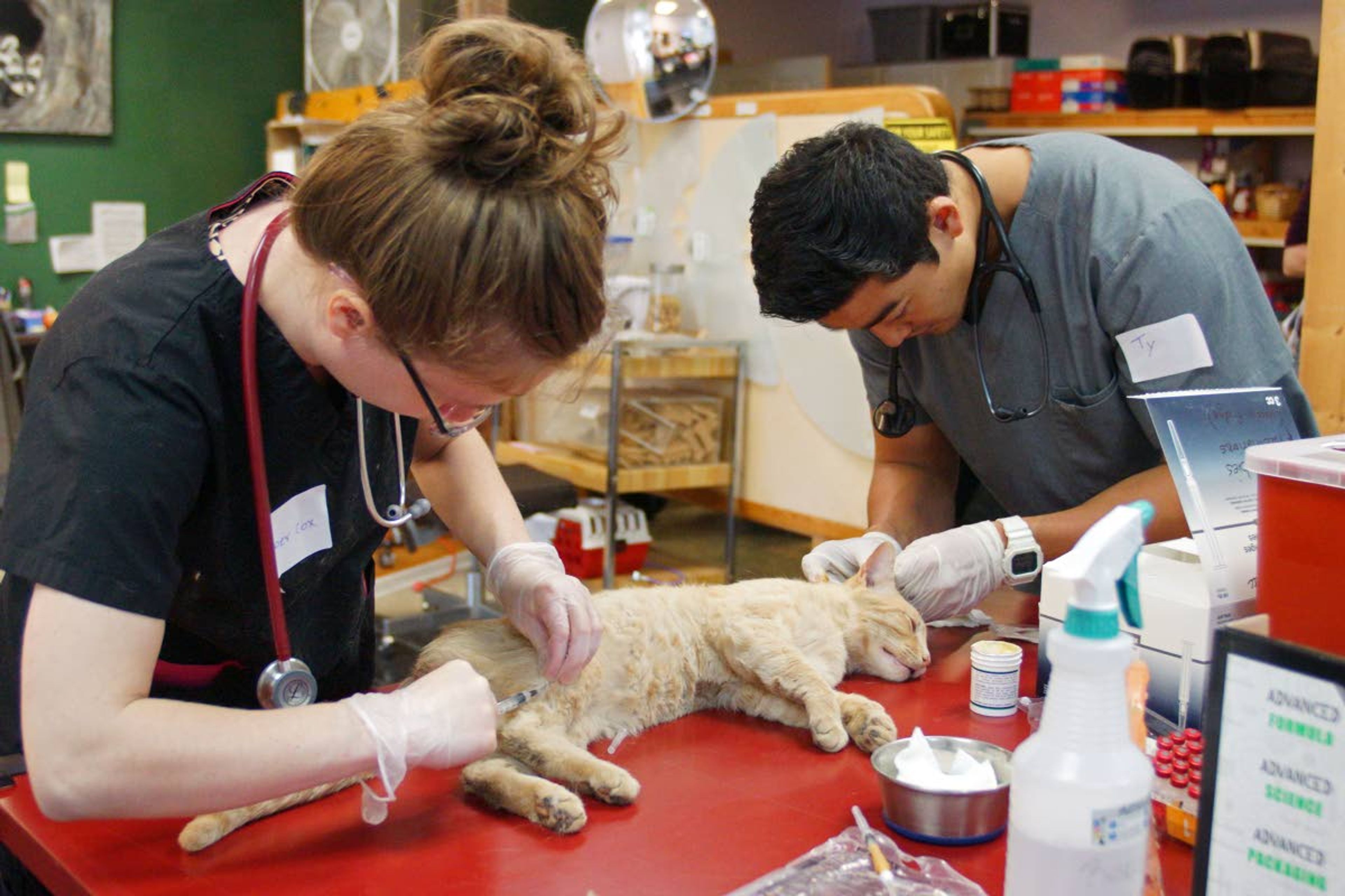 WSU veterinary student Kimber Cox gives a cat a rabies shot while fellow student Ty Tanaka removes a bandage from its freshly clipped ear during a feral cat spay and neuter clinic Sunday.