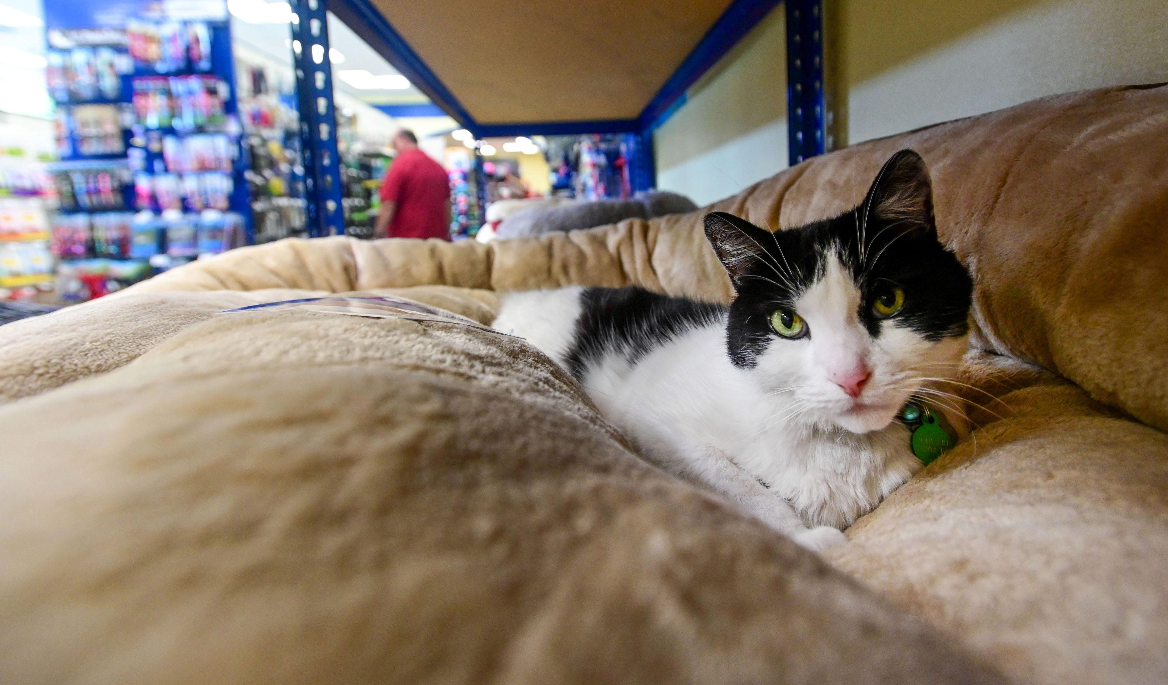 Oreo, 9, lays in a pet bed at Pets Are People Too along Troy Road in Moscow on Friday as shoppers move around the store. Oreo is a resident pet at the store, and rotates which bed to use for naps, according to store personnel.