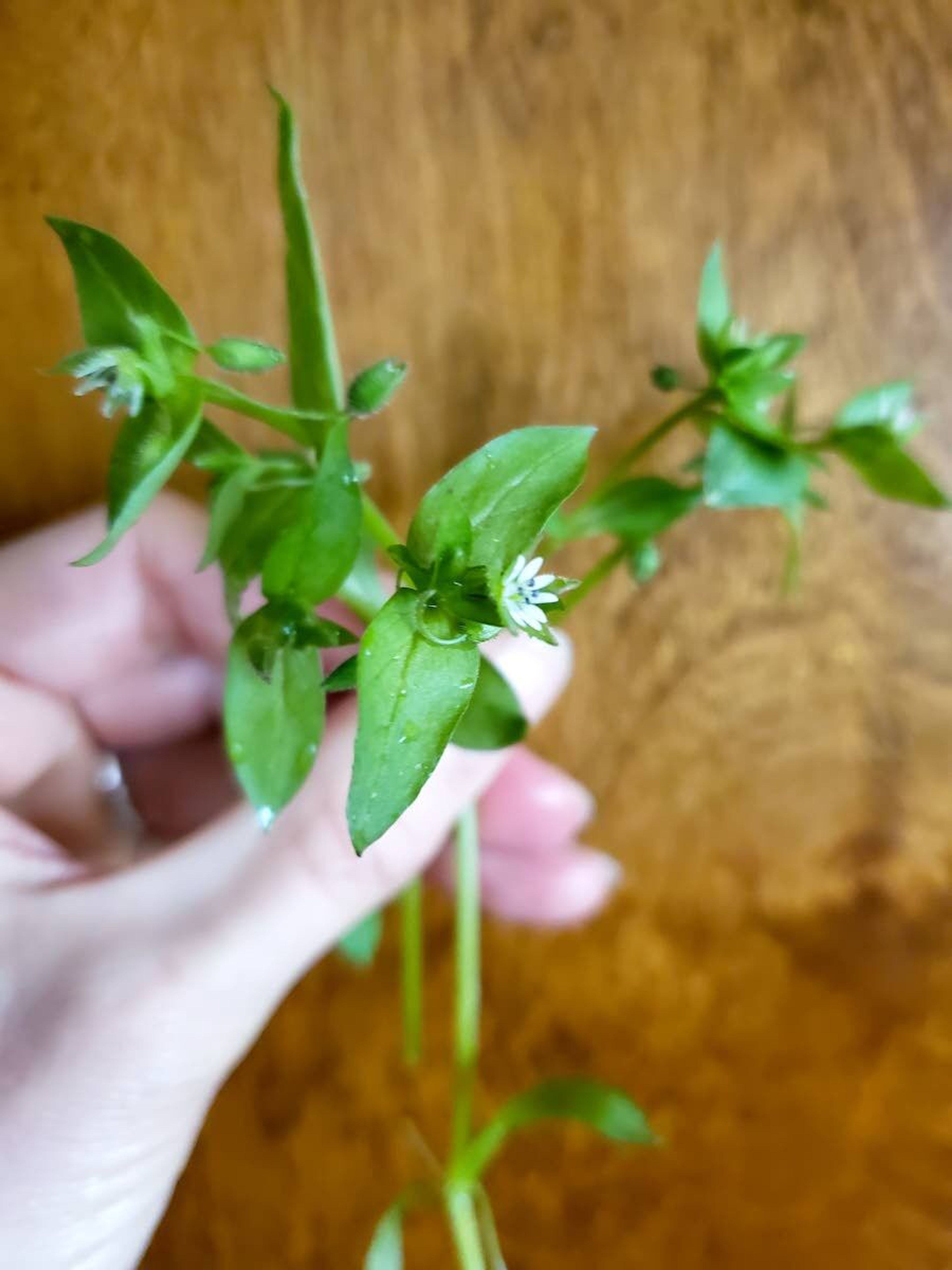 Chickweed has small white flowers.