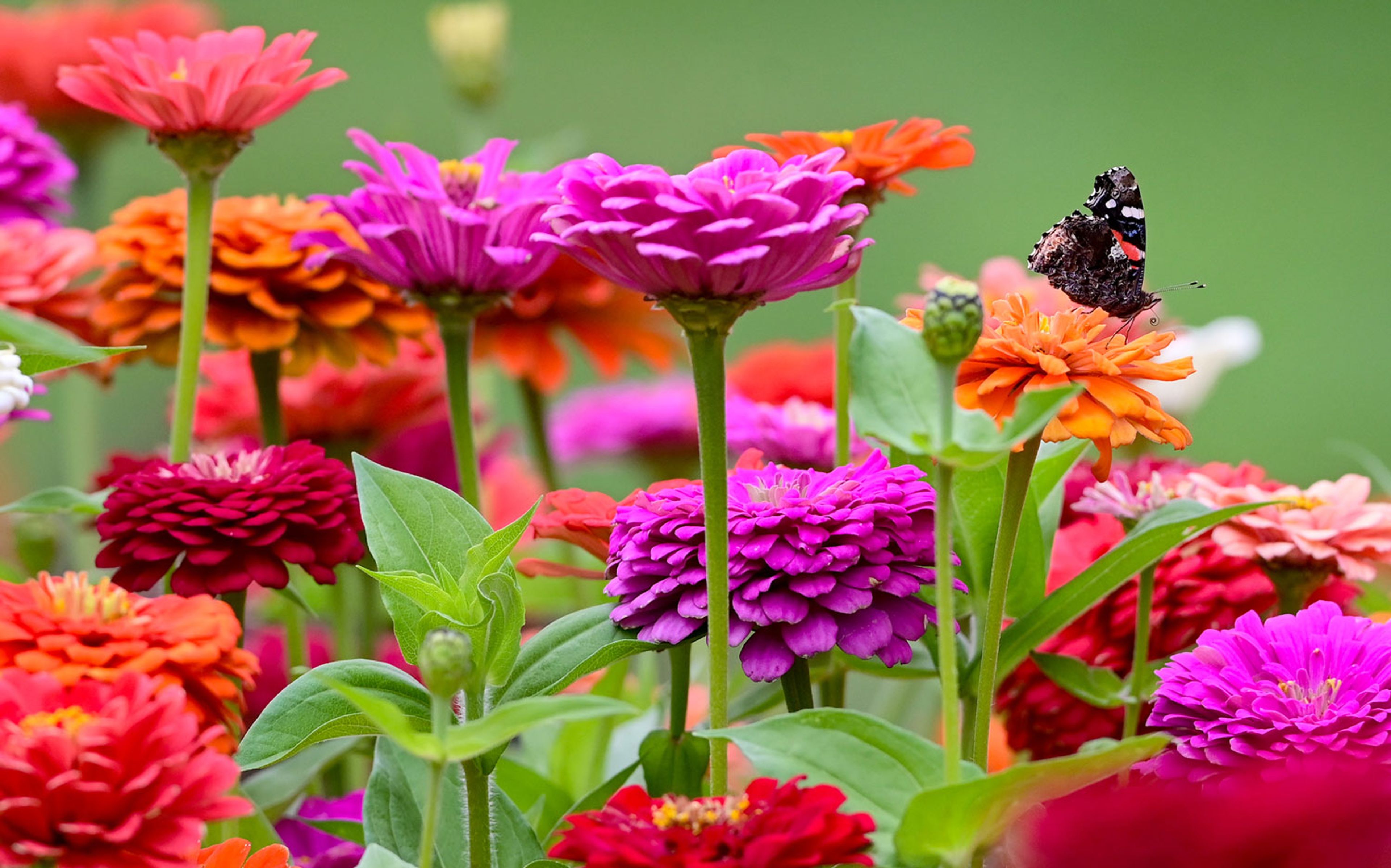 A butterfly lands among colorful flowers on a recent afternoon at the Lawson Gardens in Pullman.