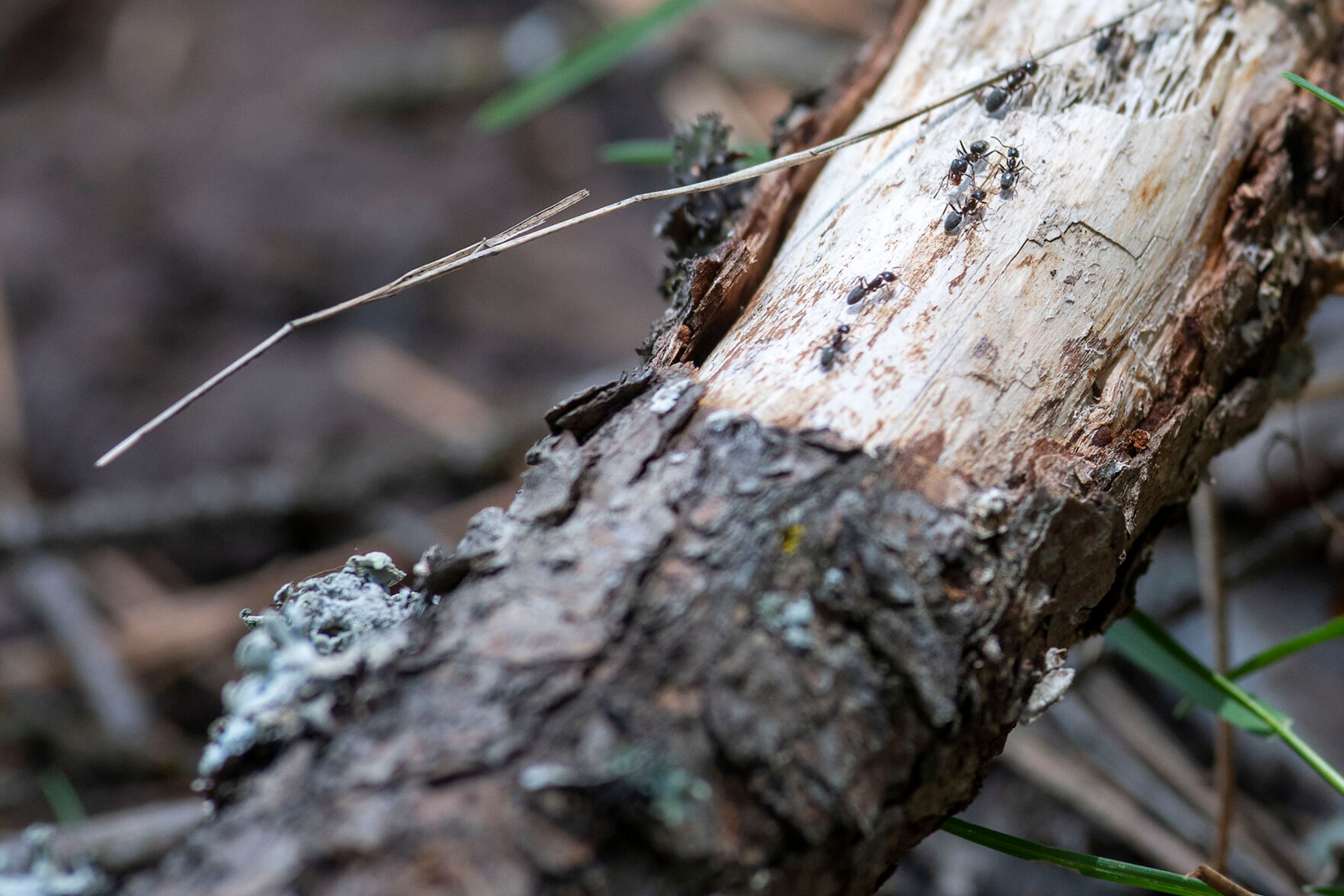 A colony of ants make their way across a fallen branch at Trail of the Coeur d’Alene.