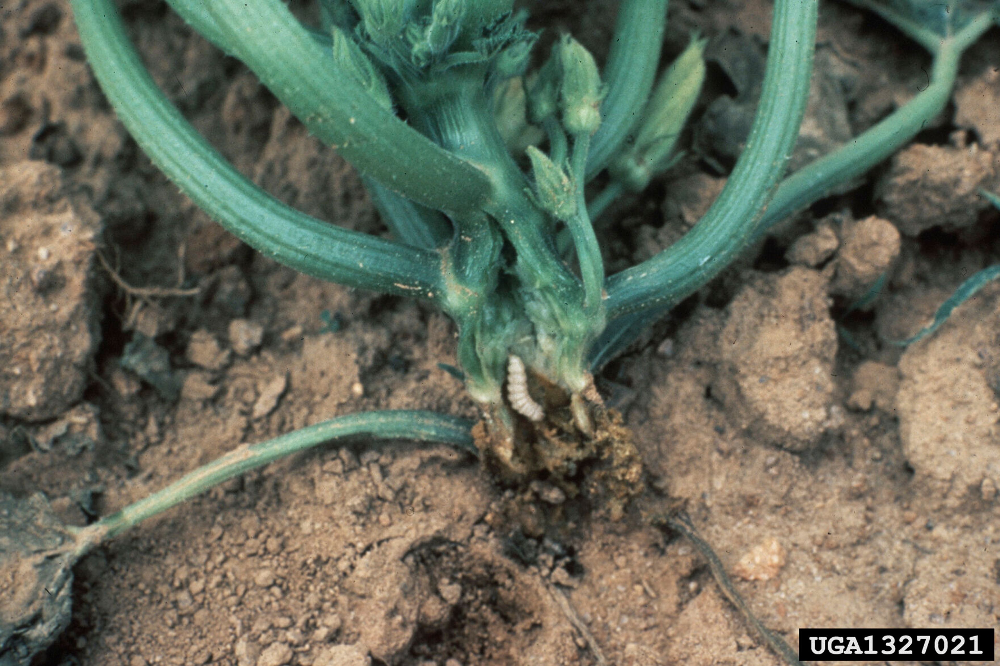 This undated image provided by Bugwood.org shows a squash vine borer at base of damaged squash plant. To save affected plants, the base of their stems should be sliced open, the grub-like caterpillar within removed and soil mounded up around the cut portion of the stem. (Alton N. Sparks, Jr./University of Georgia/Bugwood.org via AP)