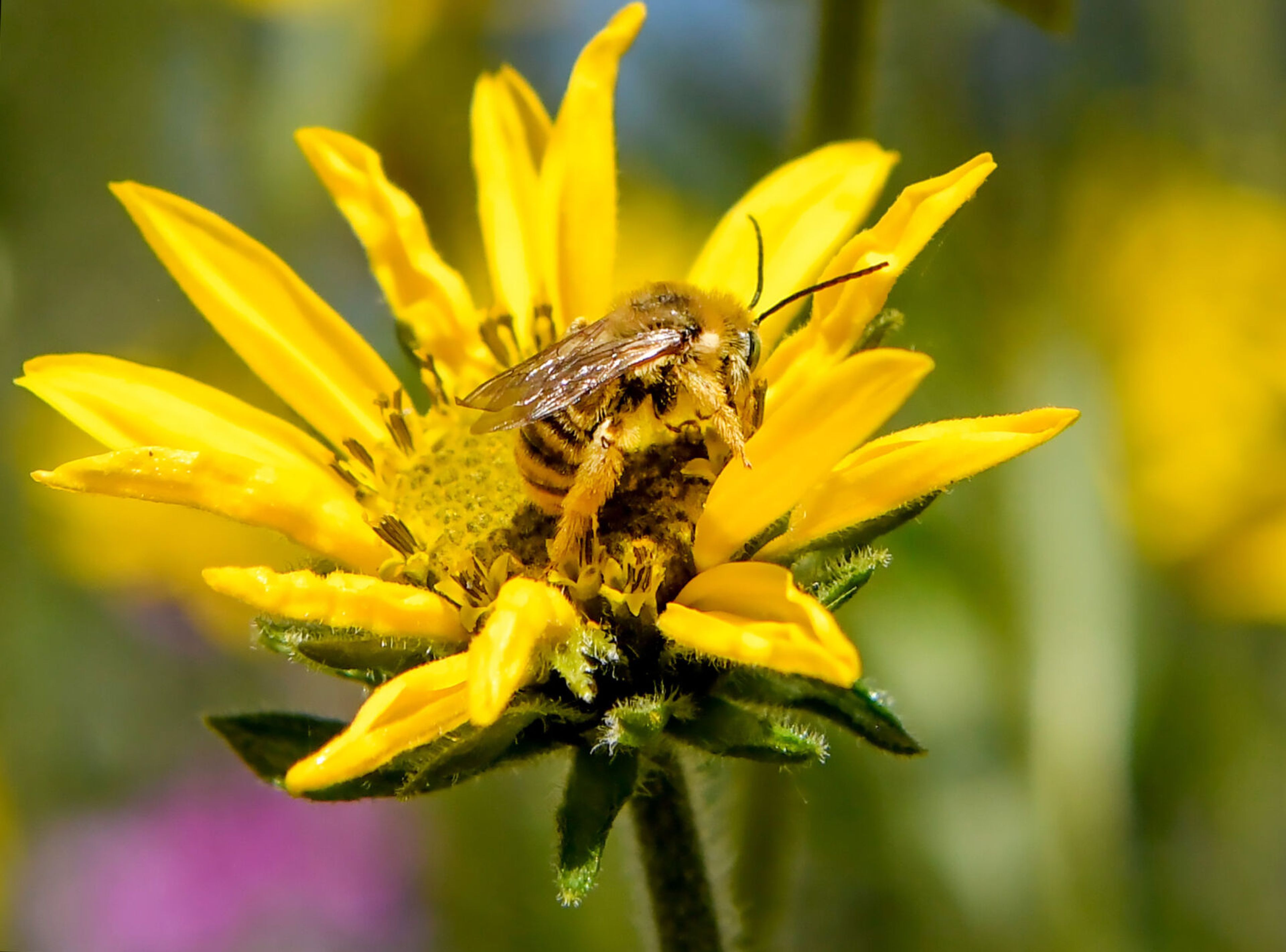 A bee collects pollen on a Little sunflower, or Helianthella uniflora, in Pam Brunsfeld’s front yard on Friday in Moscow. The pollinators helped inspire Brunsfeld to incorporate more native plants and flowers in her garden.