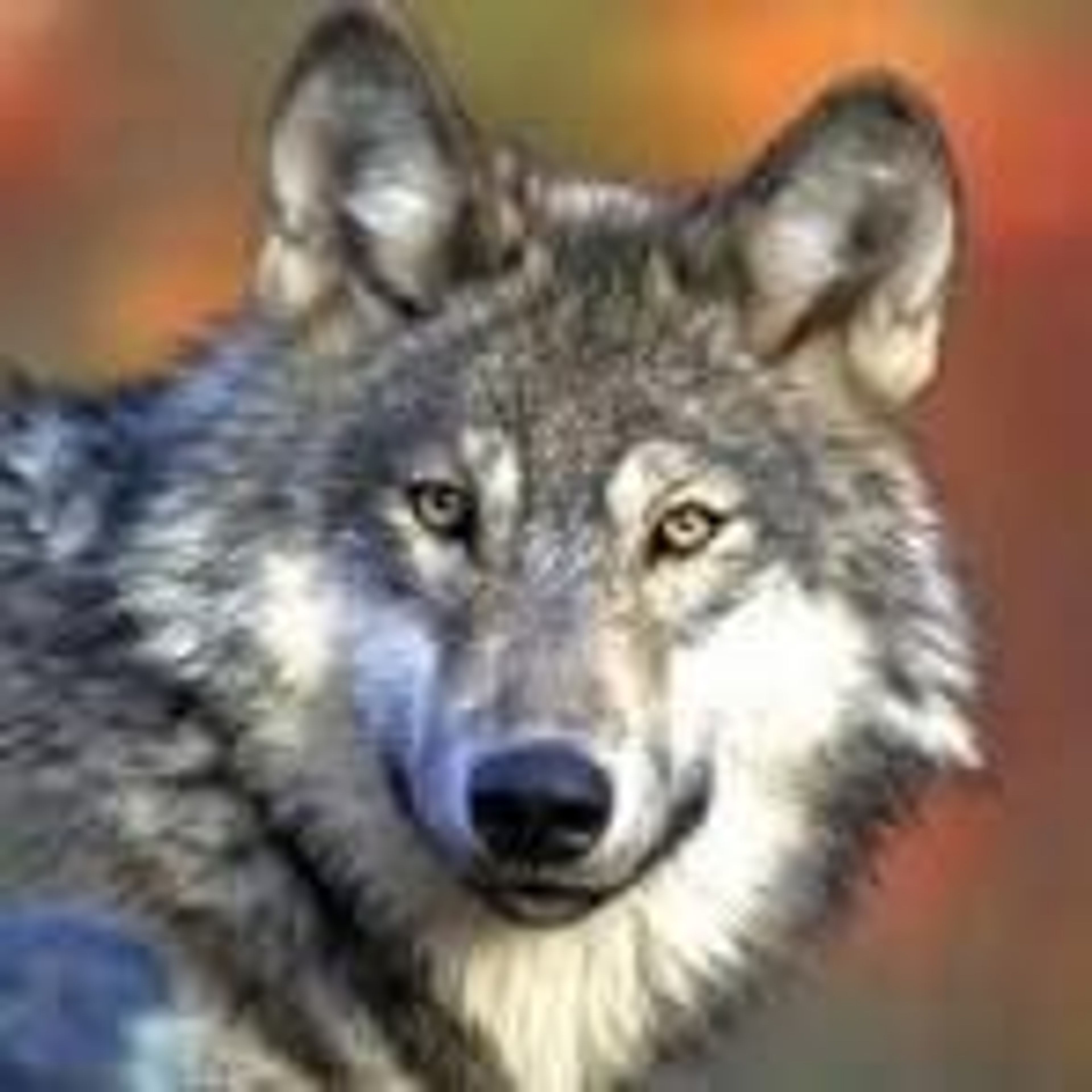 Idaho wolf numbers trending down