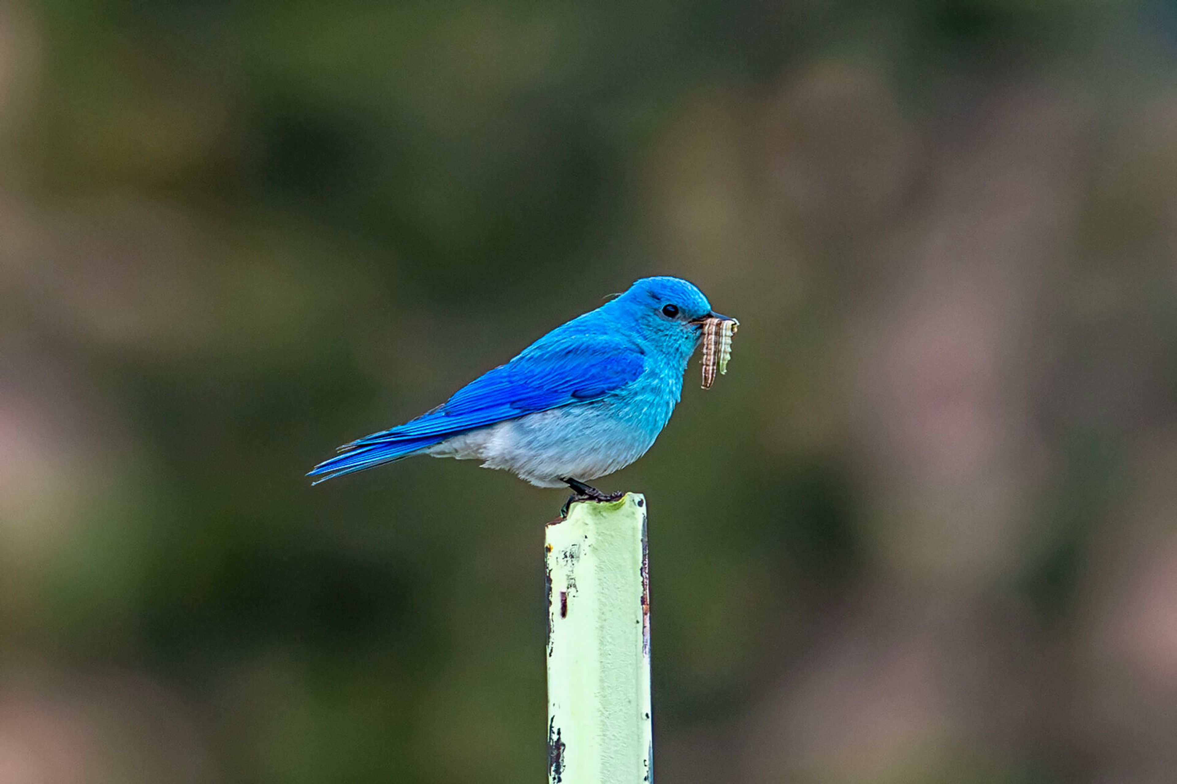 A bluebird sits on a post Wednesday south of Cloverland.