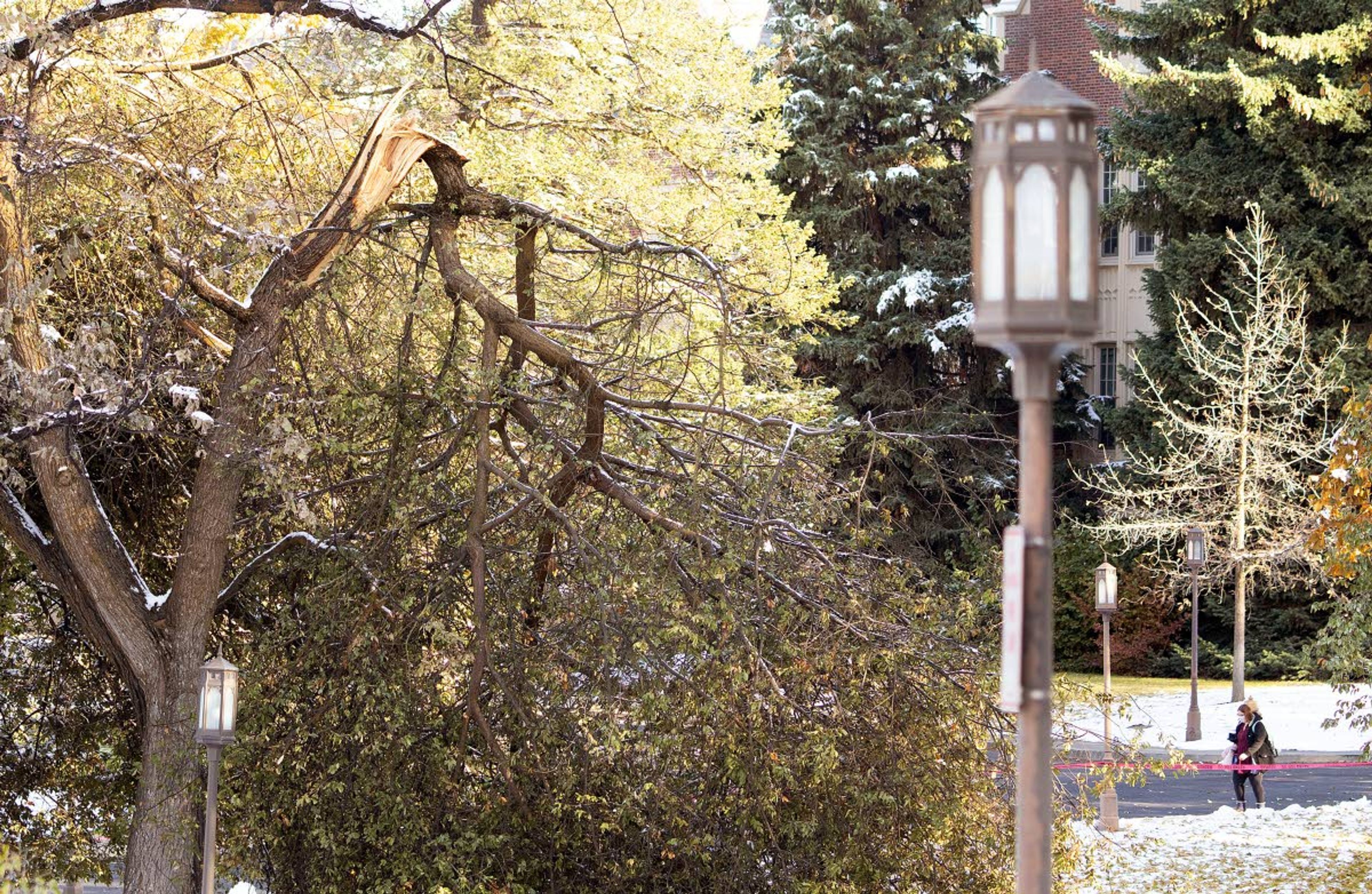 A broken branch hangs from a tree on Tuesday outside the University of Idaho Administration Building in Moscow. Trees throughout campus were damaged by a snowstorm that started on Friday.