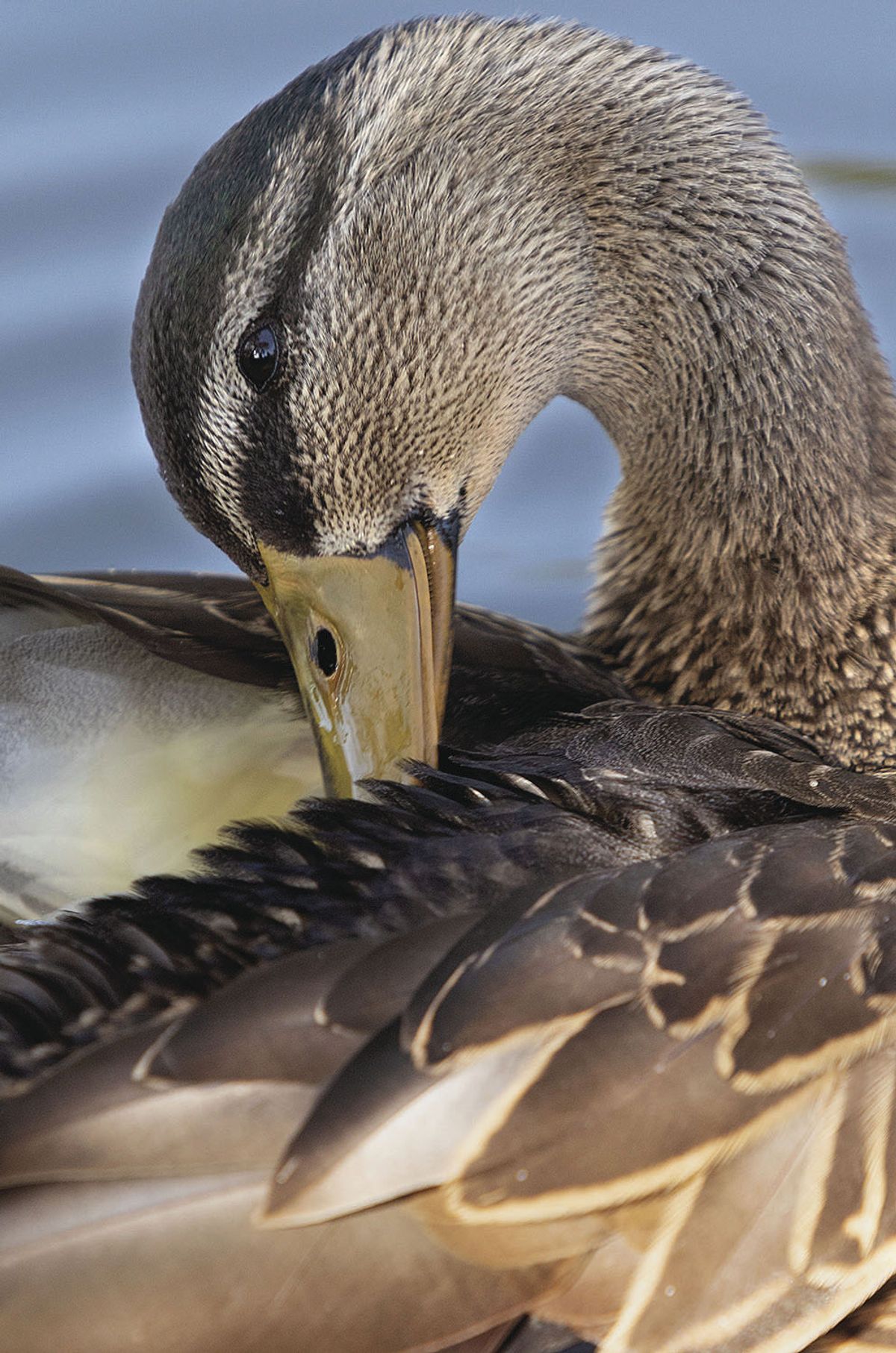 Featured Photo: Ruffling its feathers