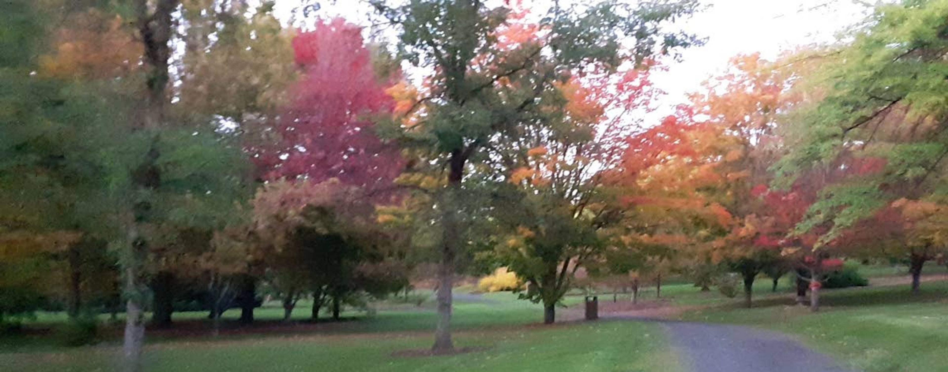 Scott C. Milner snapped this image of fall colors Monday at the The University of Idaho Arboretum and Botanical Garden in Moscow.