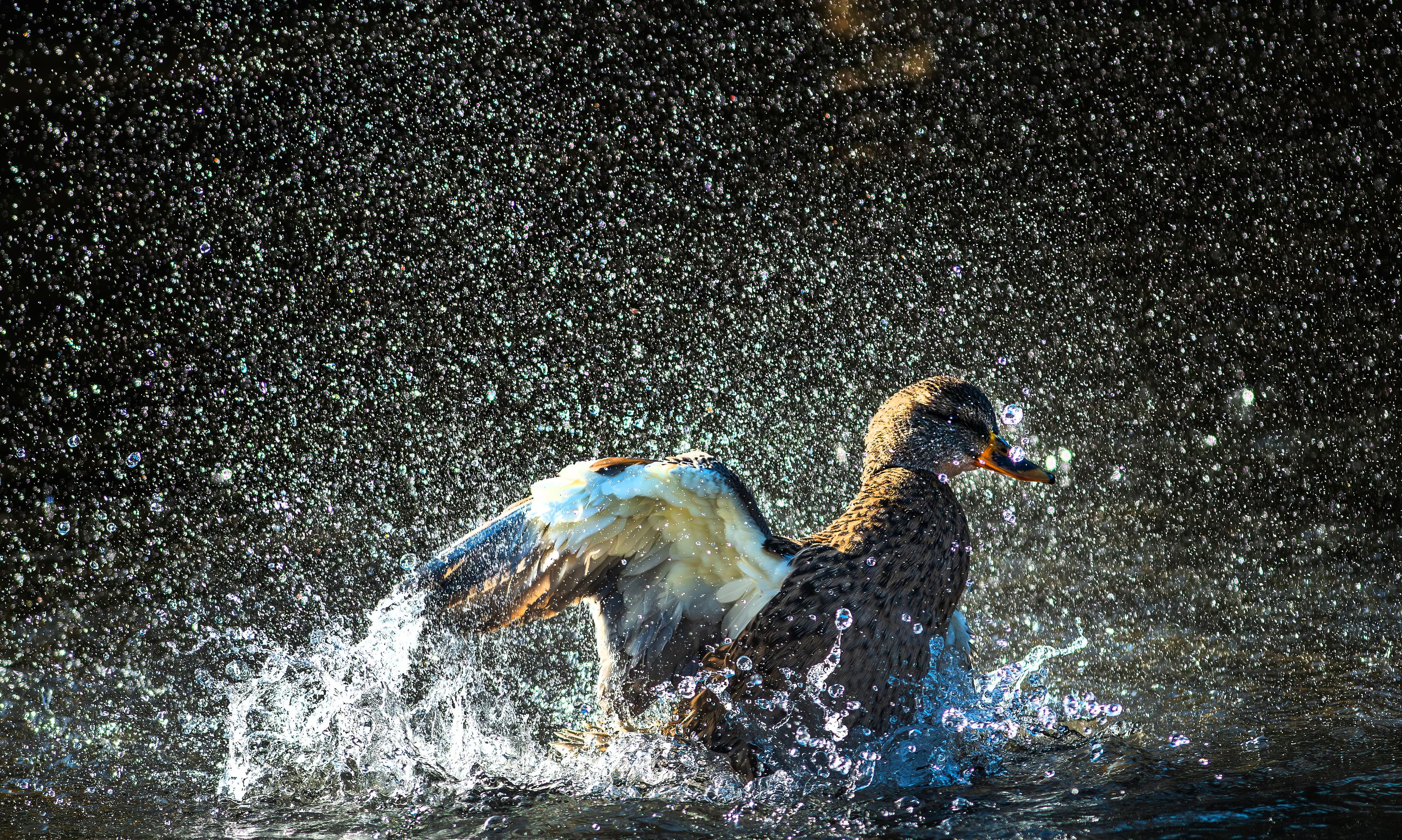 A duck splashes about in the pond at Kiwanis Park Friday in Lewiston.