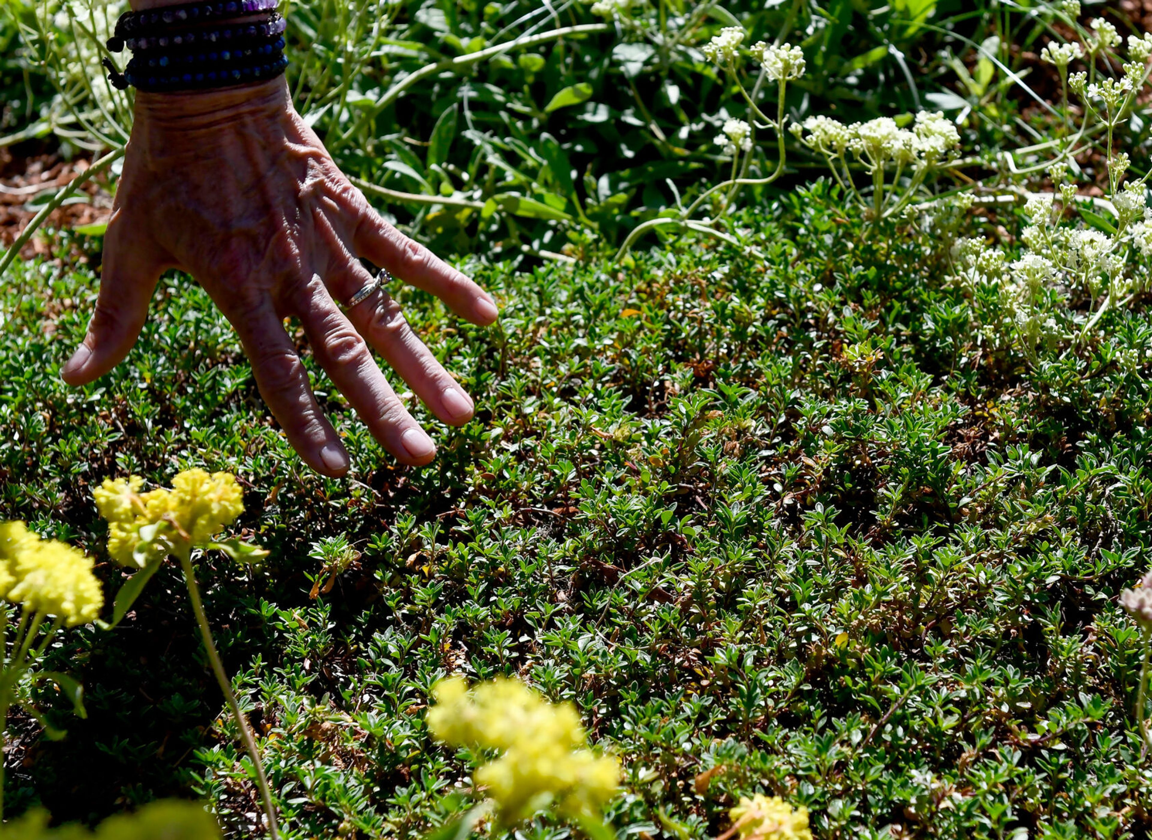 Pam Brunsfeld runs a hand over a growth of Mat Penstemon, Penstemon caespitosus, in her front yard on Friday in Moscow.