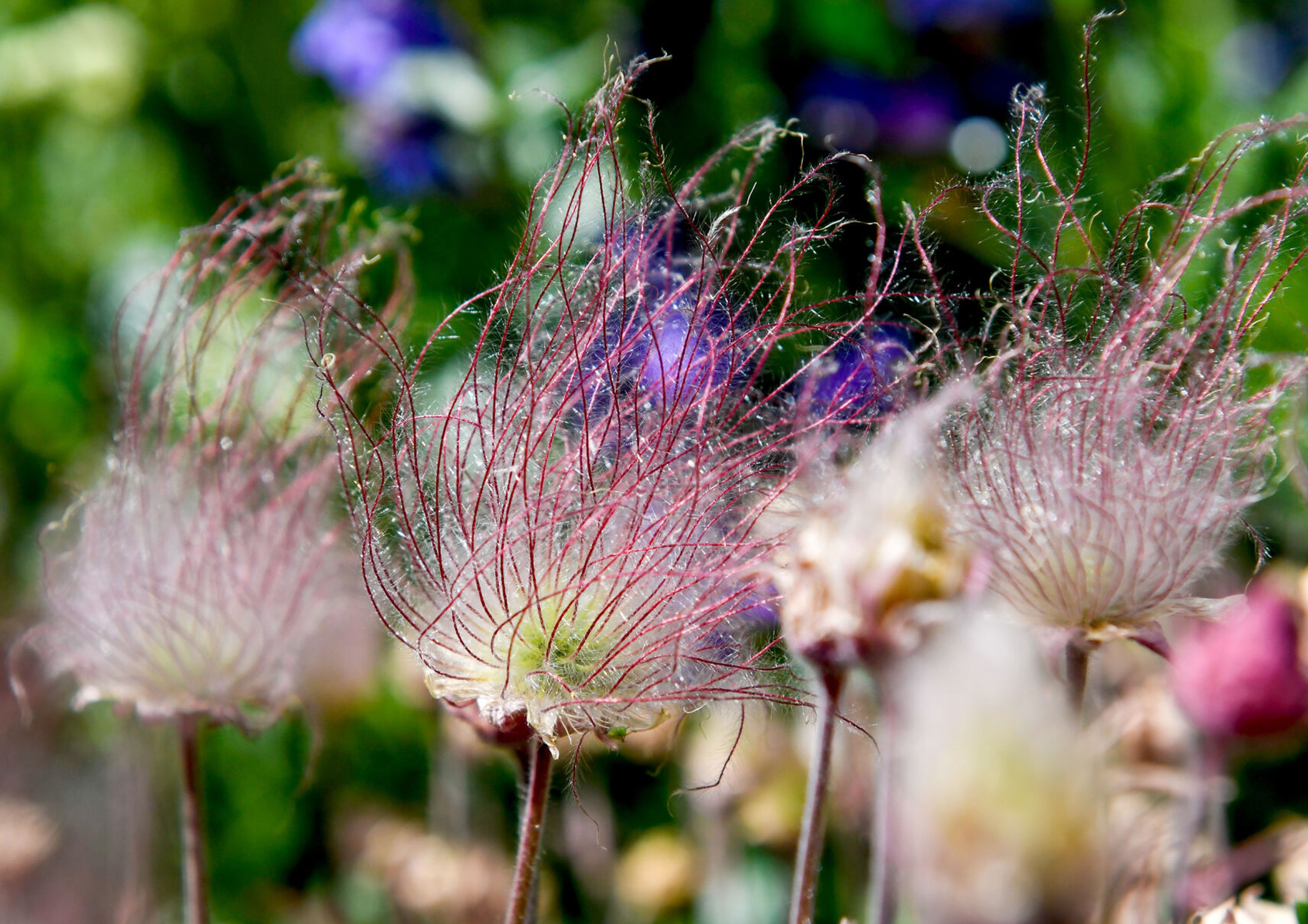 A cluster of Prairie smoke, or Geum triflorum, grow in the front yard of Pam Brunsfeld on Friday in Moscow.