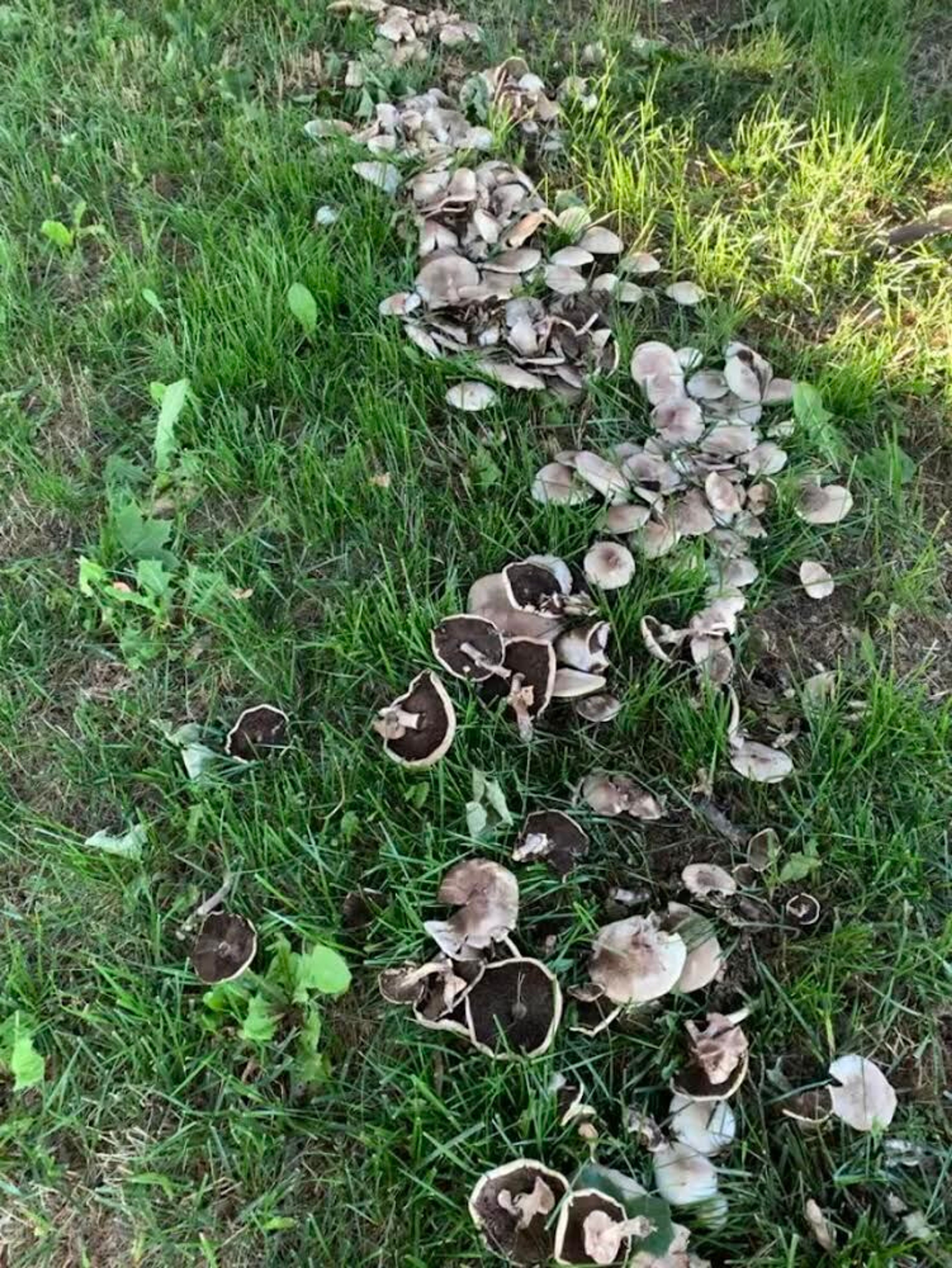 Larry Kirkland has noticed an increase in the amount of mushrooms in the Palouse area, likely because of the wetter-than-average spring experienced in the area. Kirkland has been foraging for 40 years.