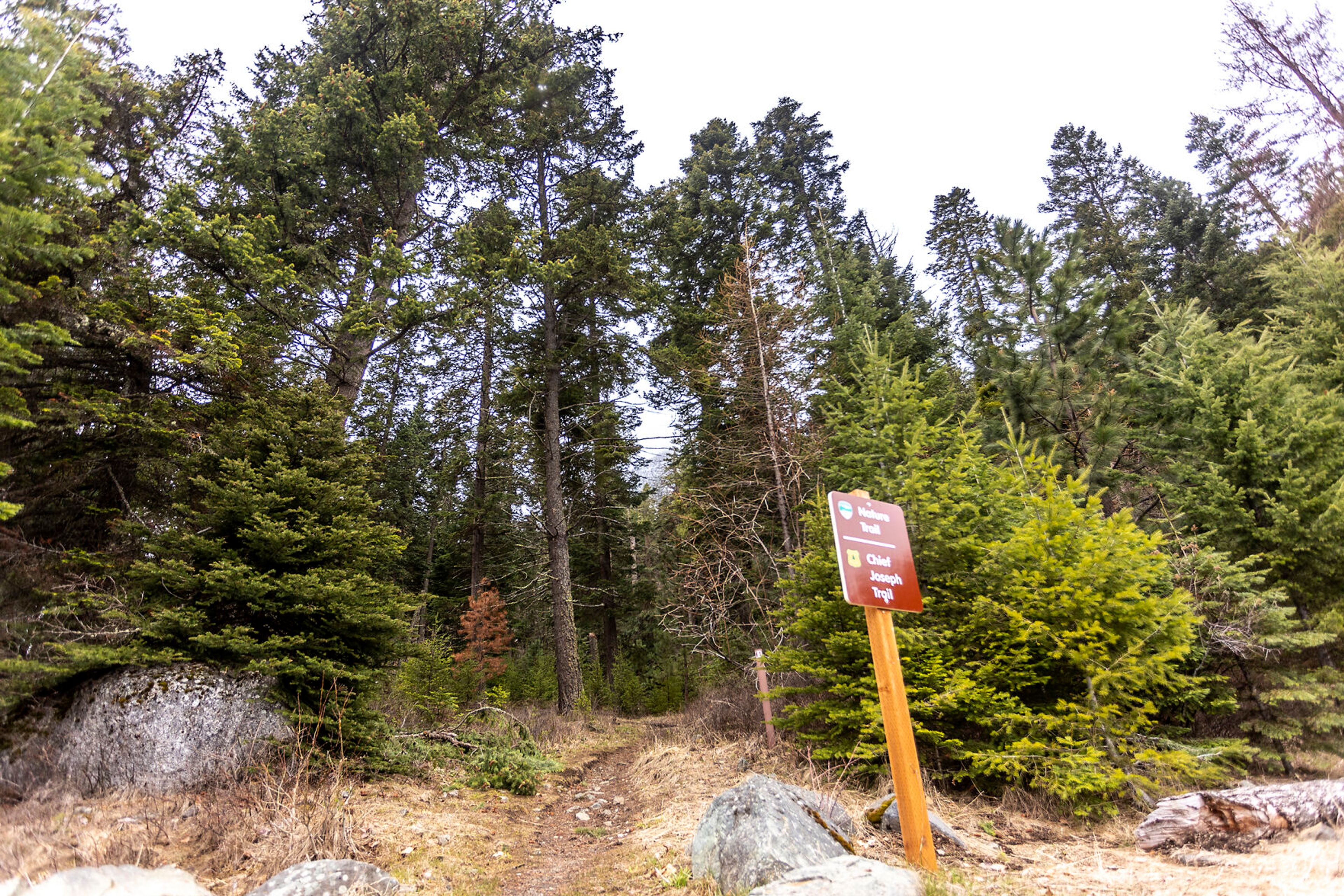 Chief Joseph Trail goes up into the forest at Wallowa Lake State Park outside Joseph, Ore.