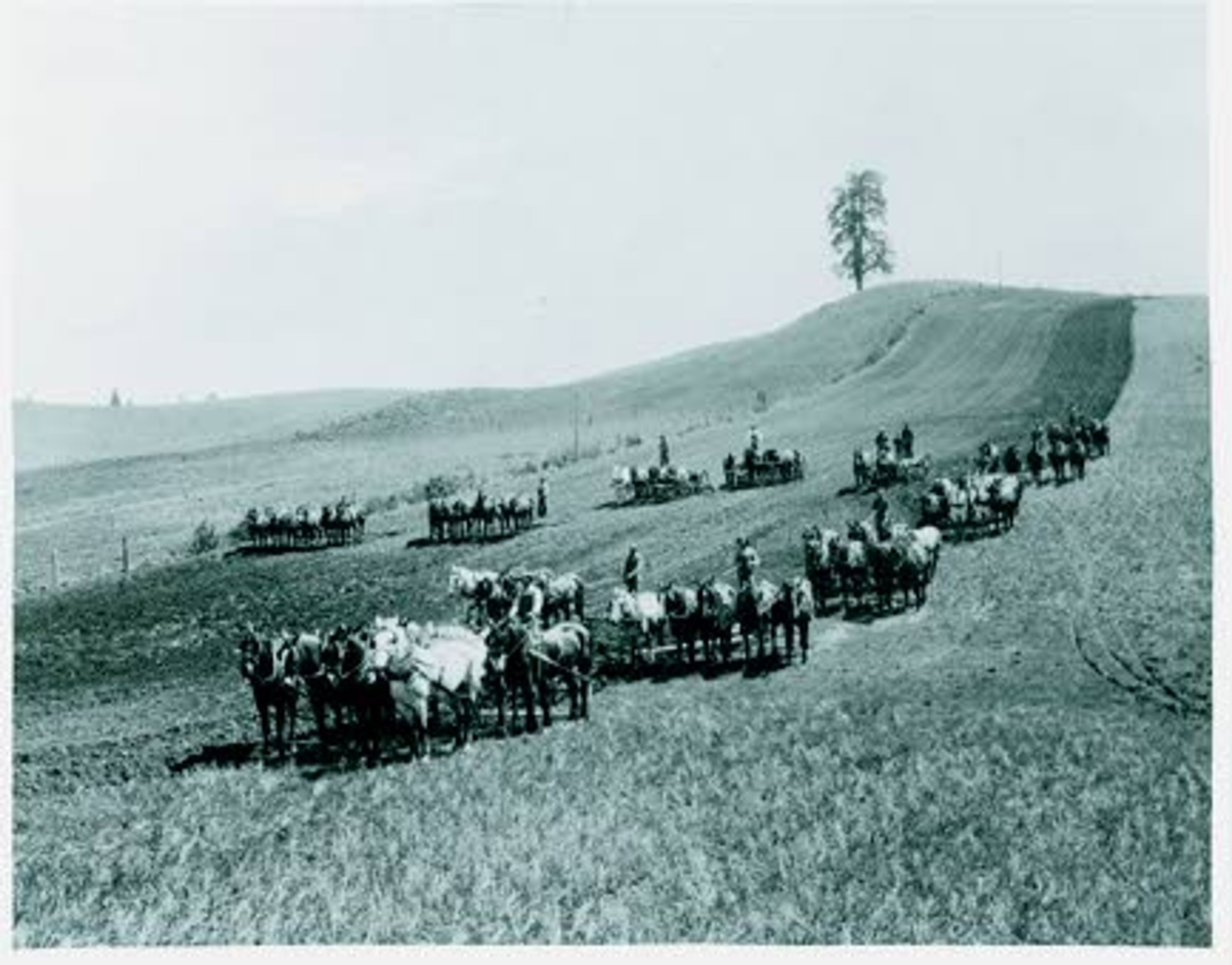 Courtesy Latah County Historical SocietyLouie Gilmore 68 horse outfit is shown in 1915 plowing harrowing and seeding. Also shown is a team on wagon hauling seed grain for grain drills. The field is about 1.5 miles northwest of the Potlatch Y.