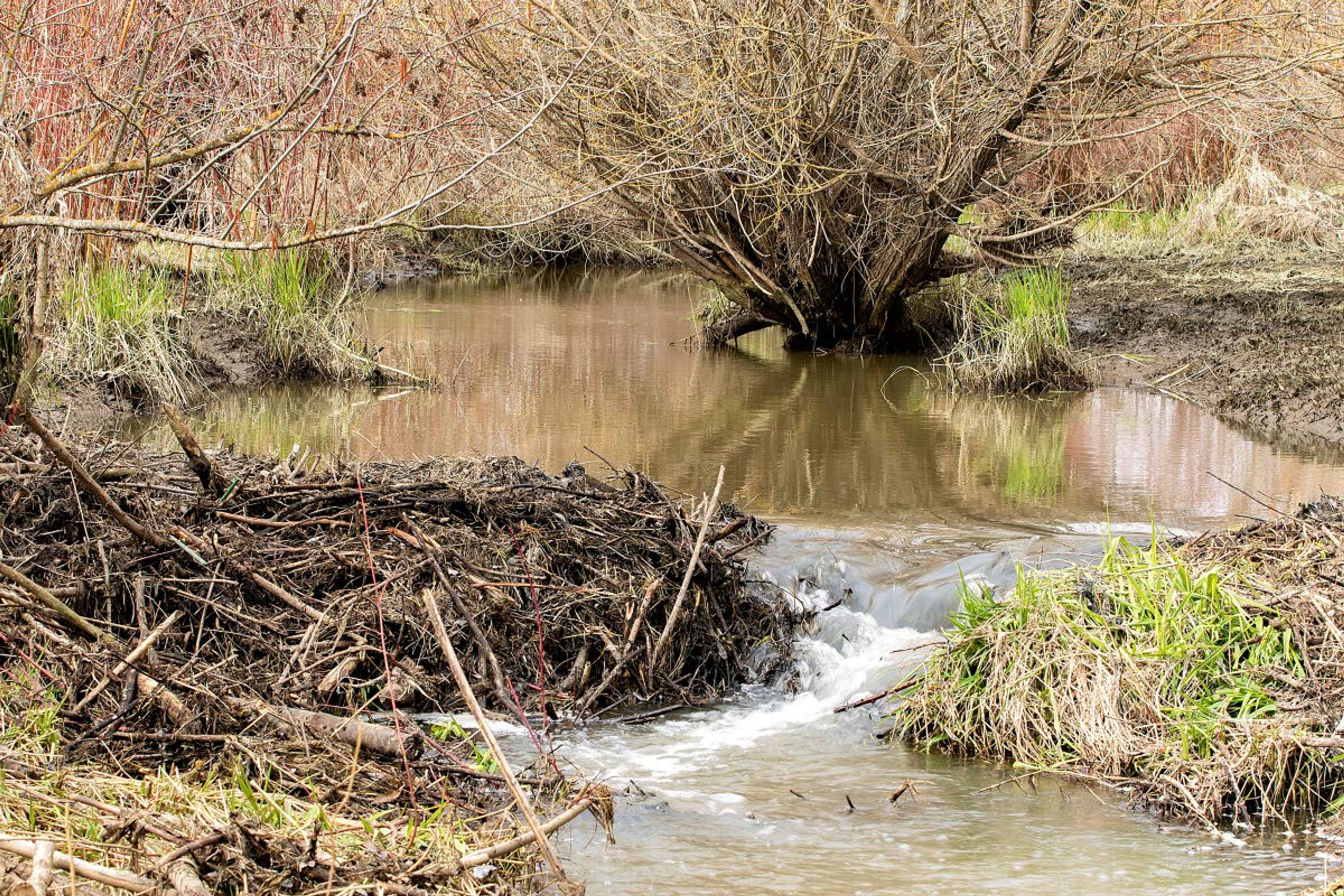 Paradise Creek flows through the remains of a beaver dam on Tuesday at Carol Ryrie Brink Nature Park in Moscow. The park is open again after the beavers were trapped and their dam was removed.