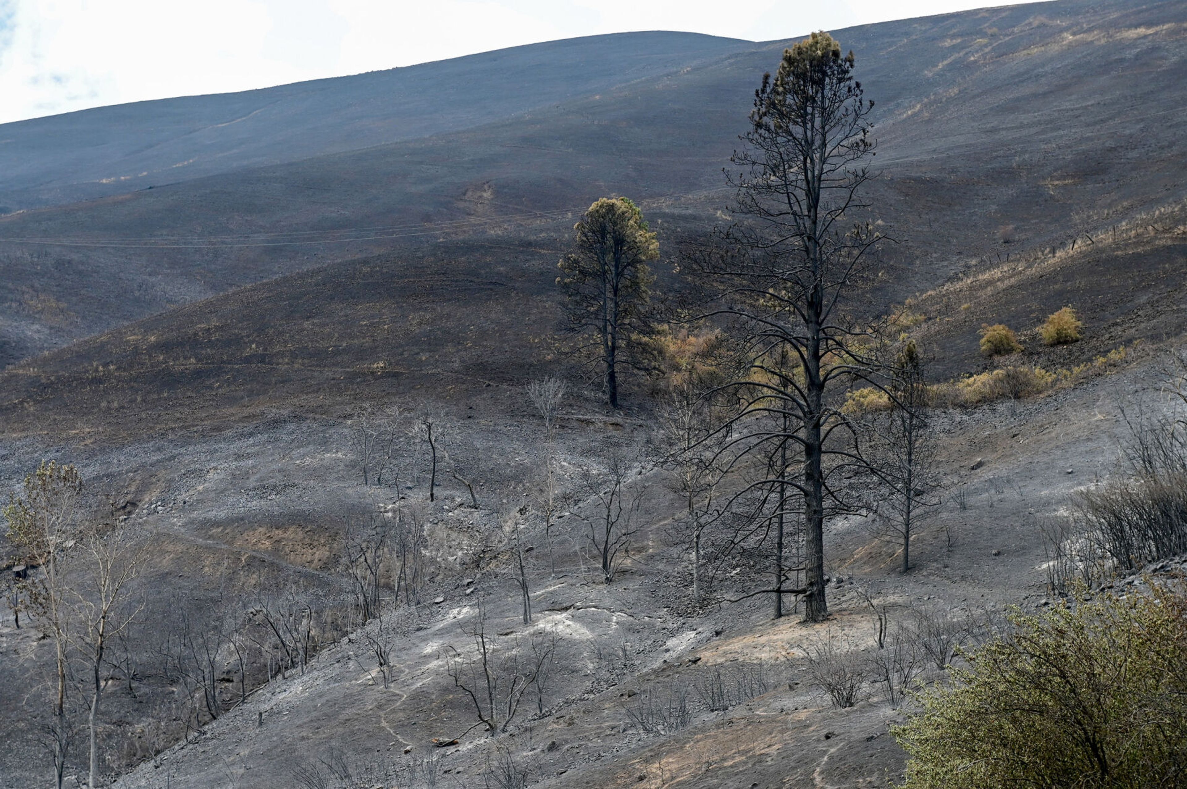 A few trees stand above the charred ground along Idaho Highway 3 on Monday after being in the path of the Gwen Fire.