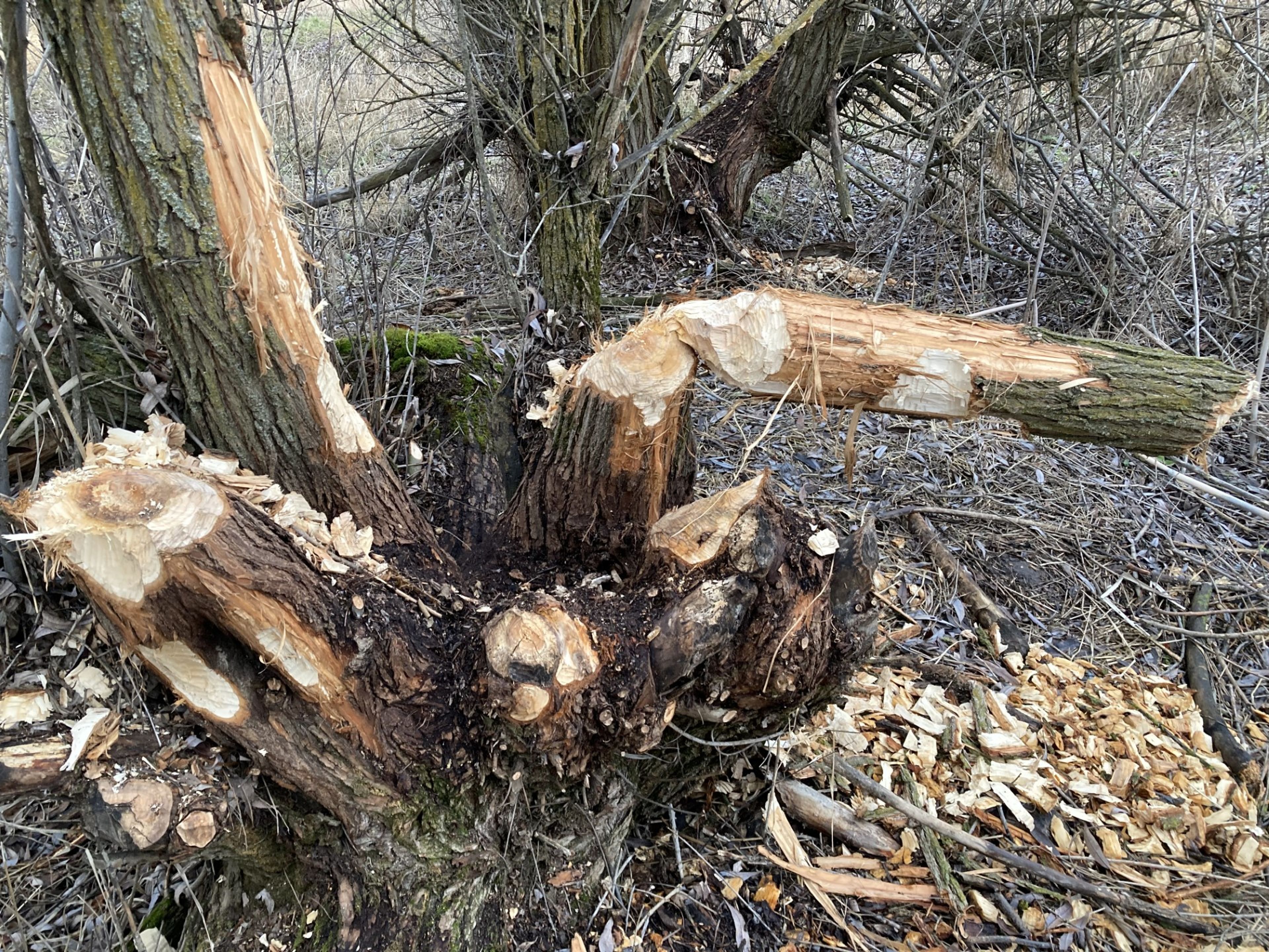 Daily News reader (and columnist) William Brock camputured this image late in 2023. "Santa’s elves aren’t nearly as industrious as beavers along the South Fork of the Palouse River in Pullman." Brock wrote. "This tree ... was evidently quite toothsome."