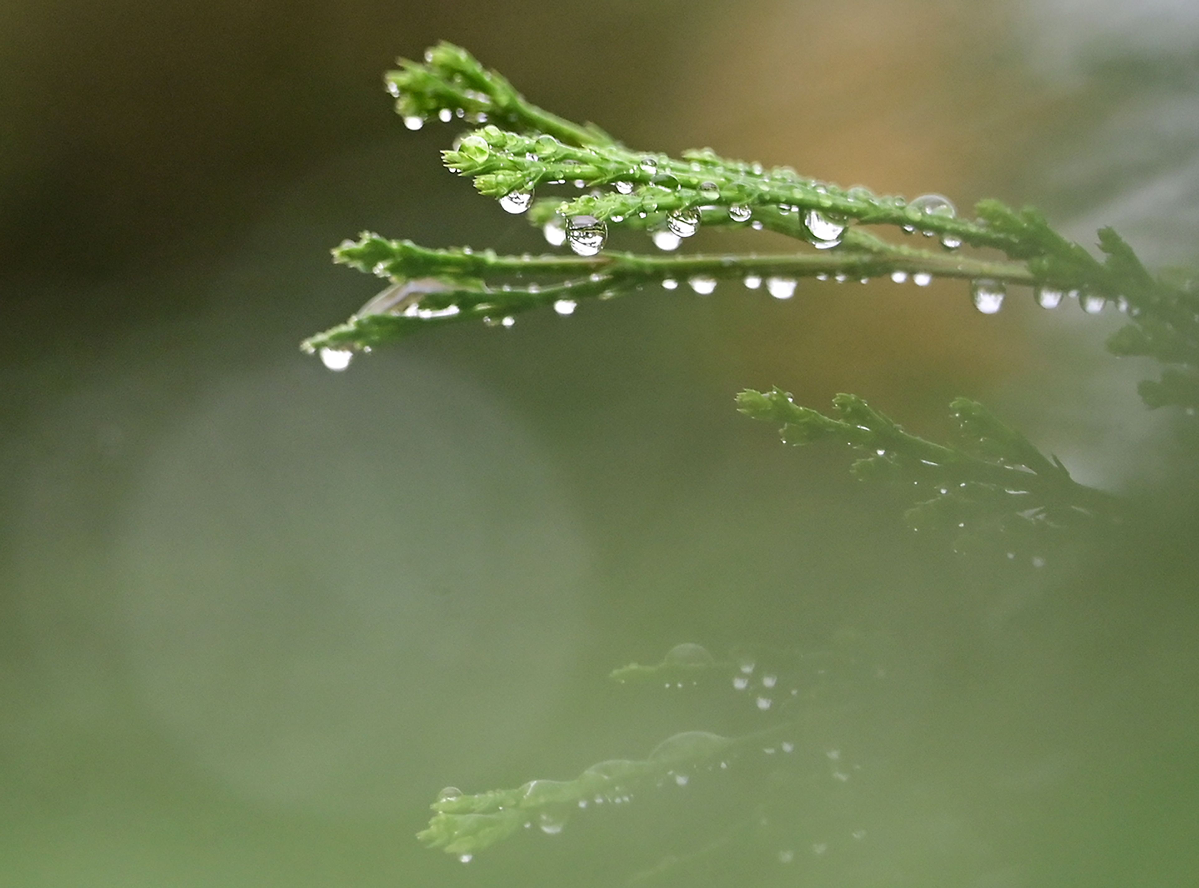 Rain drops hang from a tree Monday in Pullman between showers in the region.