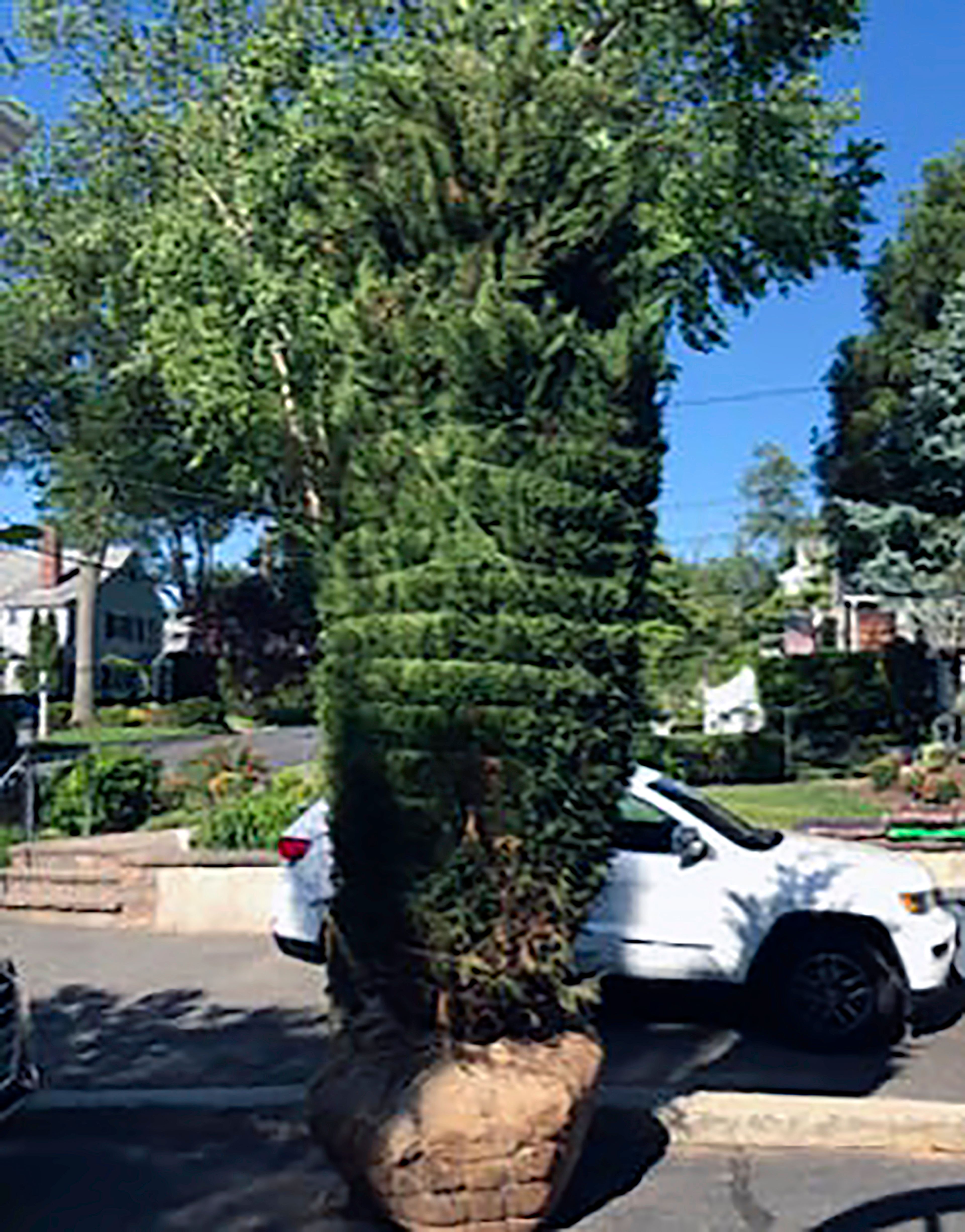 This 2019 image provided by Jessica Damiano shows a balled-and-burlapped tree on Long Island, N.Y. (Jessica Damiano via AP)