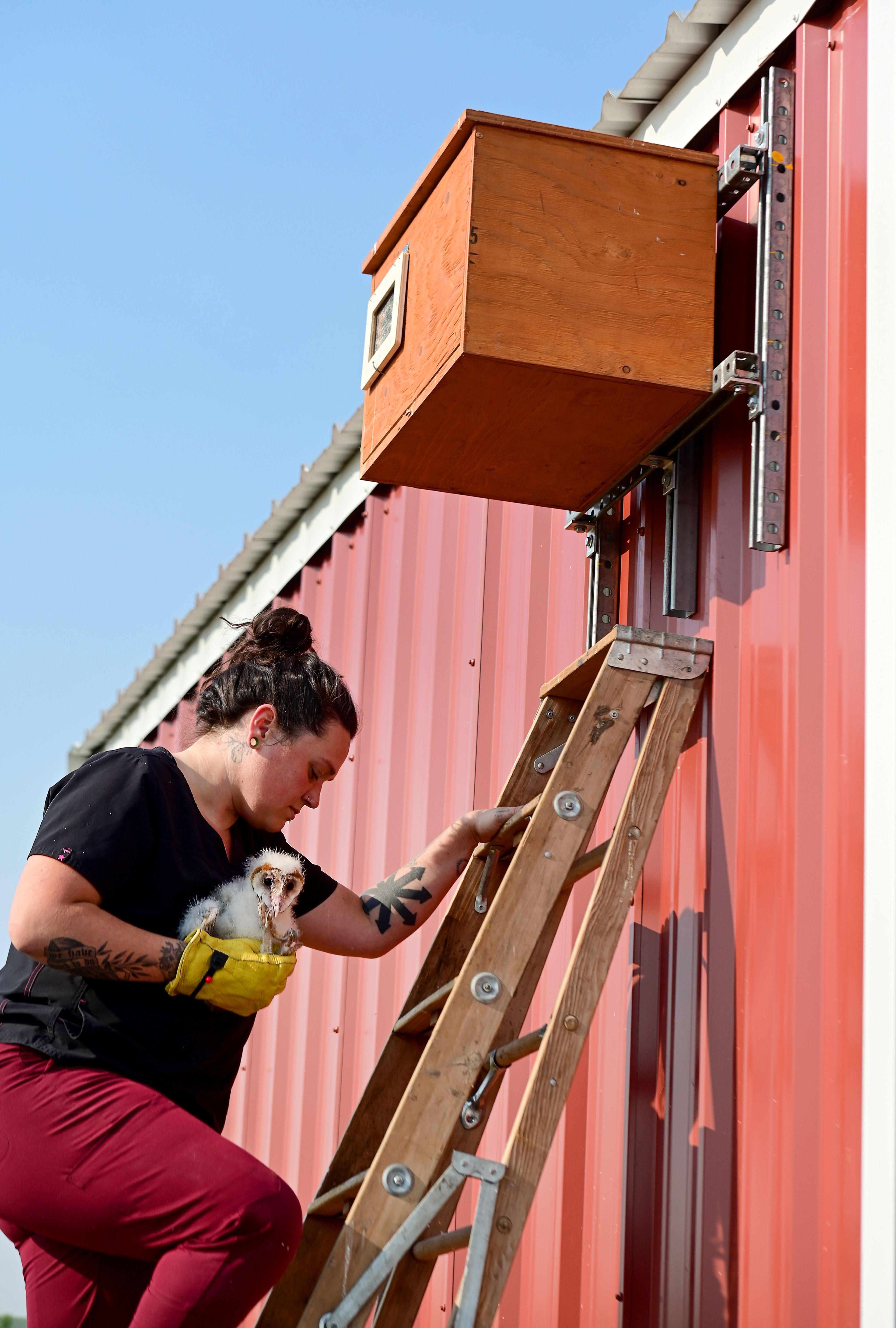 Alex McGregor, a second-year Washington State University vet student and technical assistant at the Veterinary Teaching Hospital, climbs a ladder to place an orphaned barn owl in a nest box at the WSU Horticulture Center.