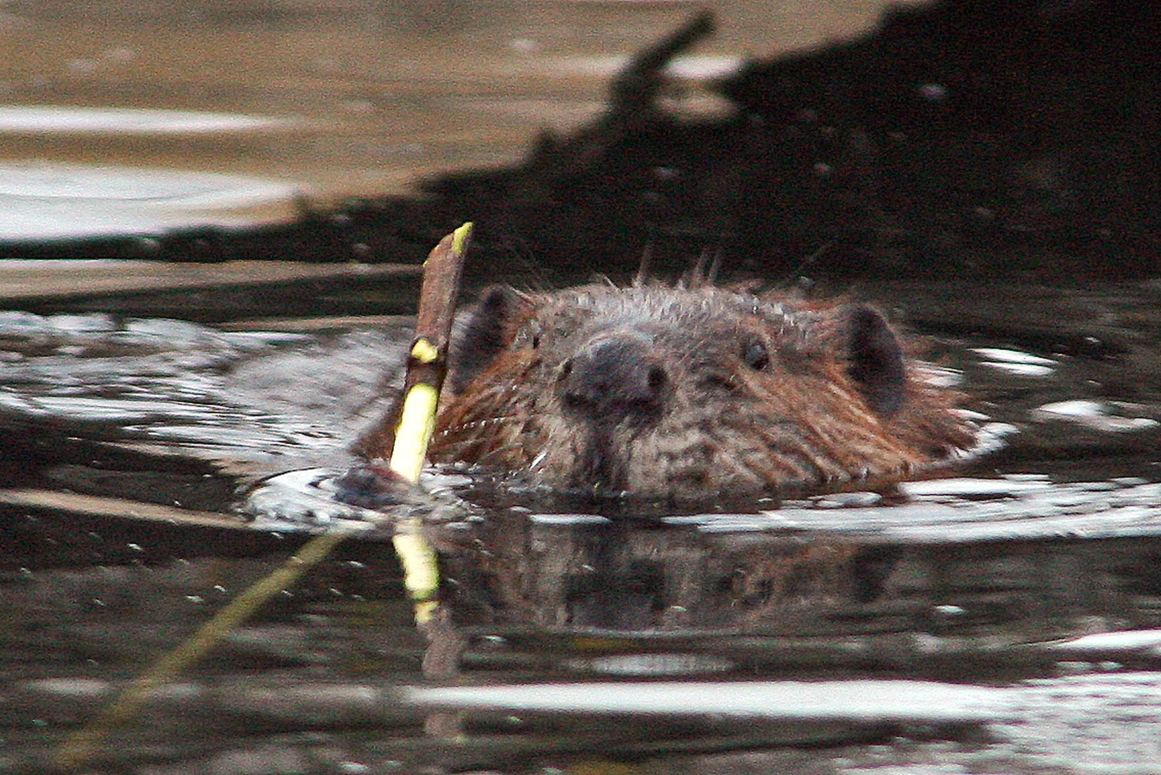 Beaver meat is edible and some trappers say it's tasty. But a new Minnesota law says a landowner can't eat one that's killed for nuisance reasons.