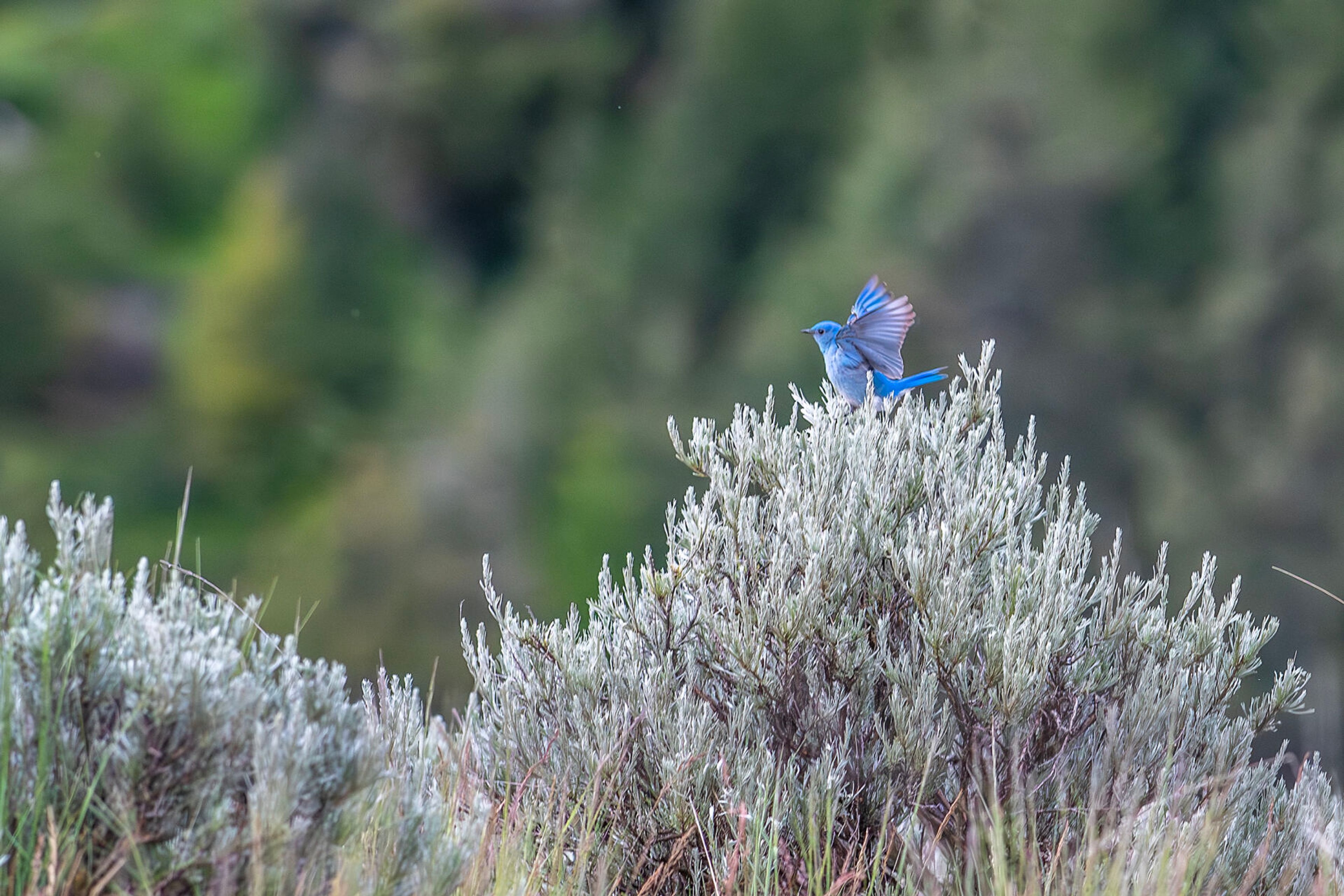 A bluebird lands in a bush Wednesday south of Cloverland.