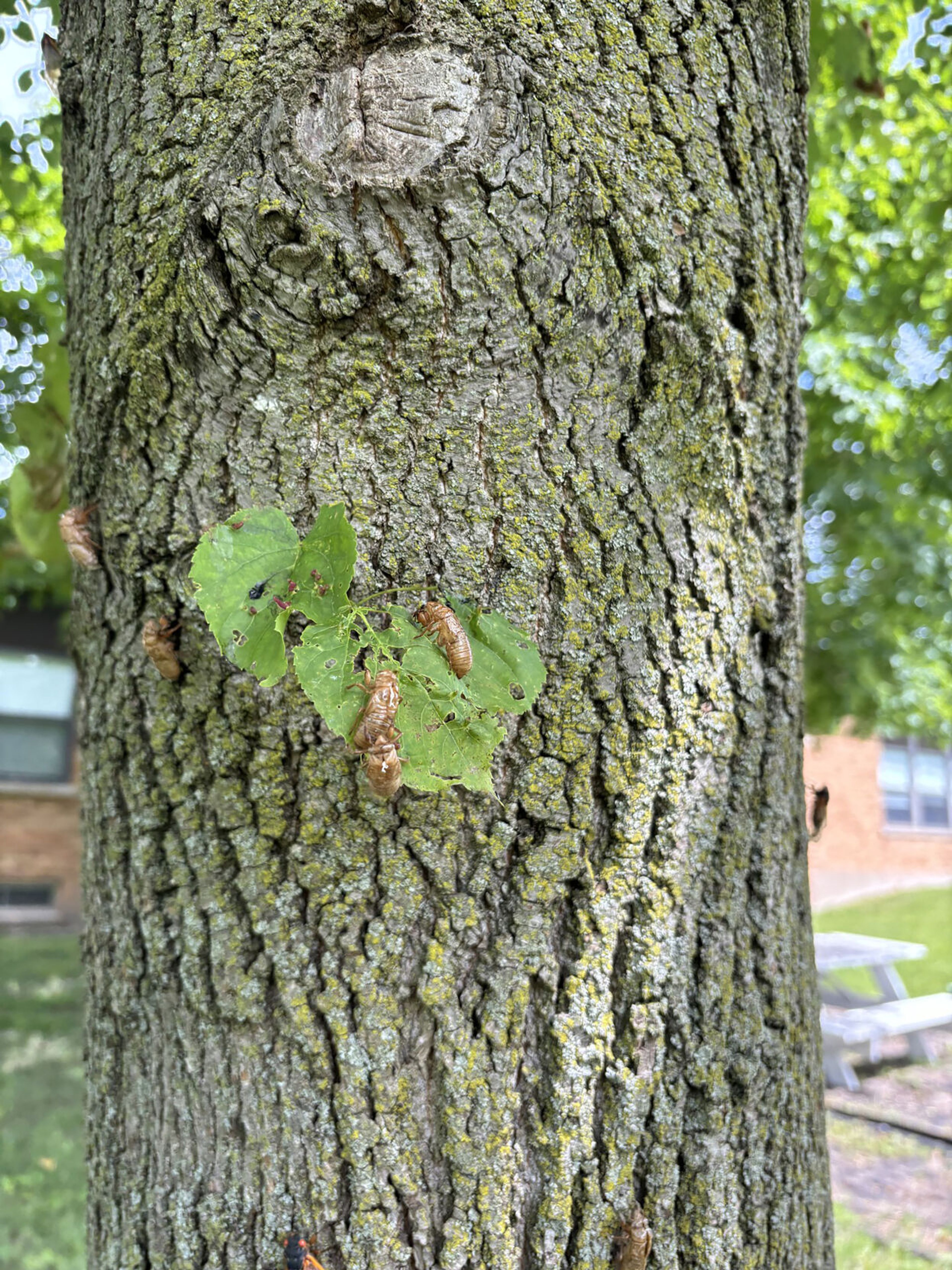 Reader Photo of the Day: Humming cicadas