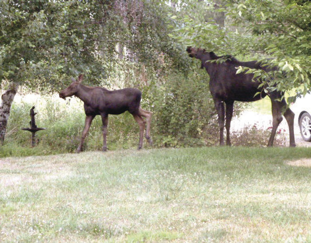 Moose sighting