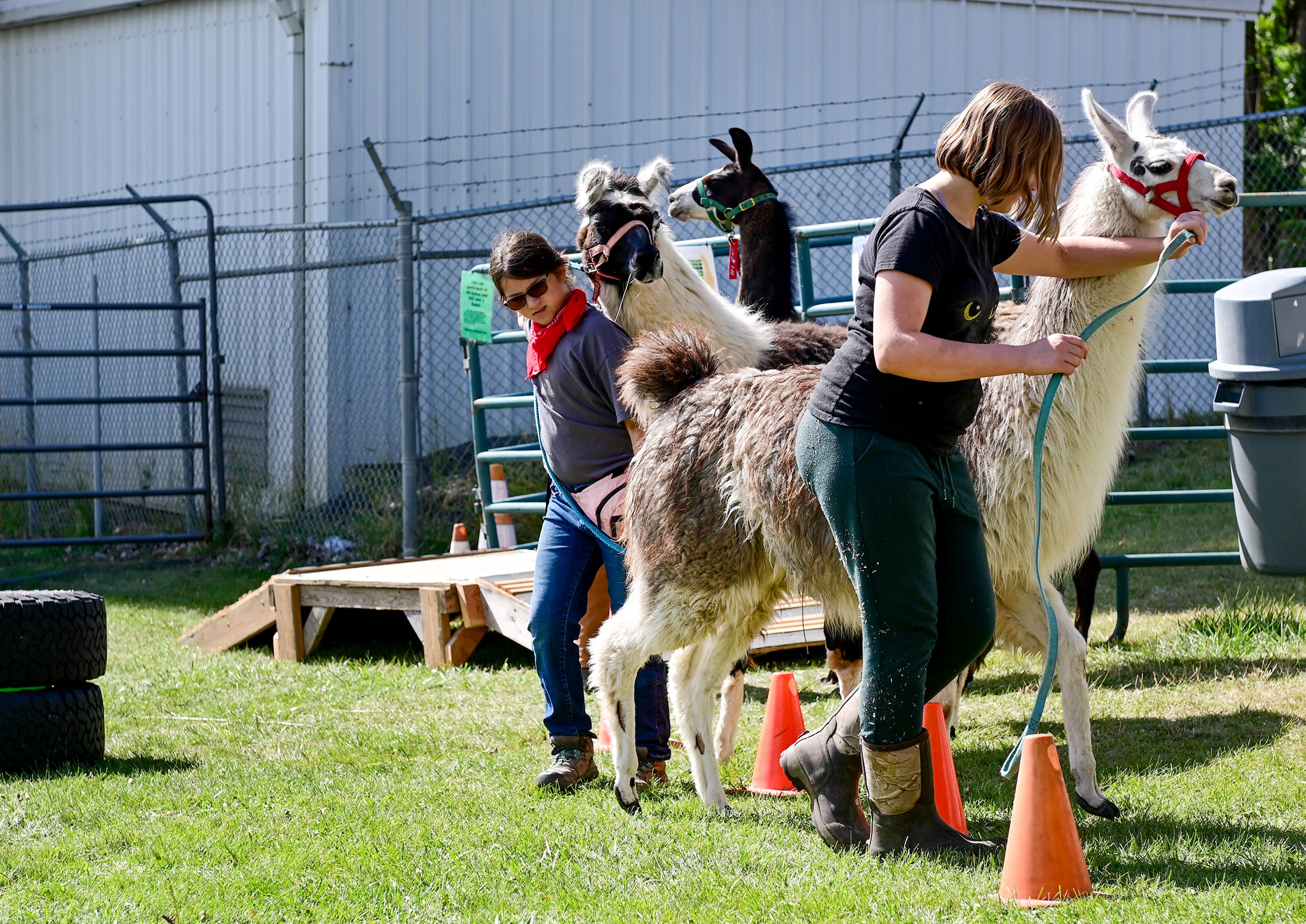 Kinley Garrett, left, 11, as part of Palouse Pack Llamas 4-H Club, and Myrtle Hopper, right, 12, a member of Mountain View 4-H Club, lead llamas Harmony, 8, and Sterling, 1, through an obstacle course demonstration at the Latah County Fair on Friday in Moscow.