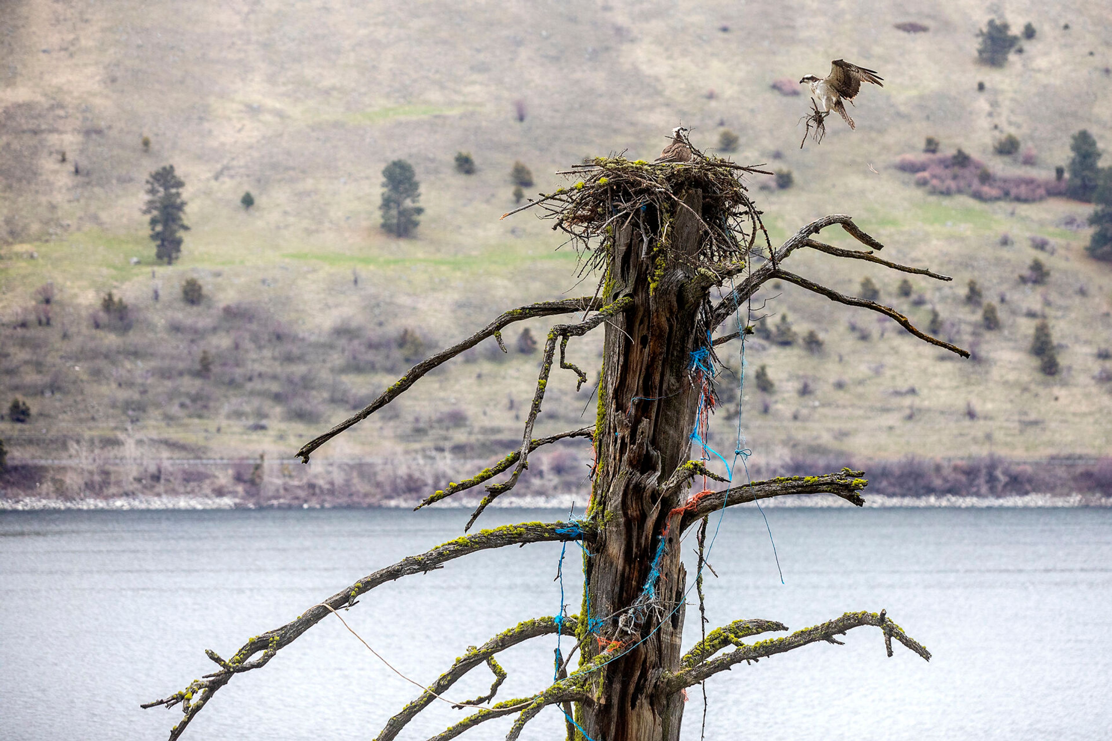 An osprey brings back some sticks to a nest on the west side of Wallowa Lake outside Joseph, Ore.