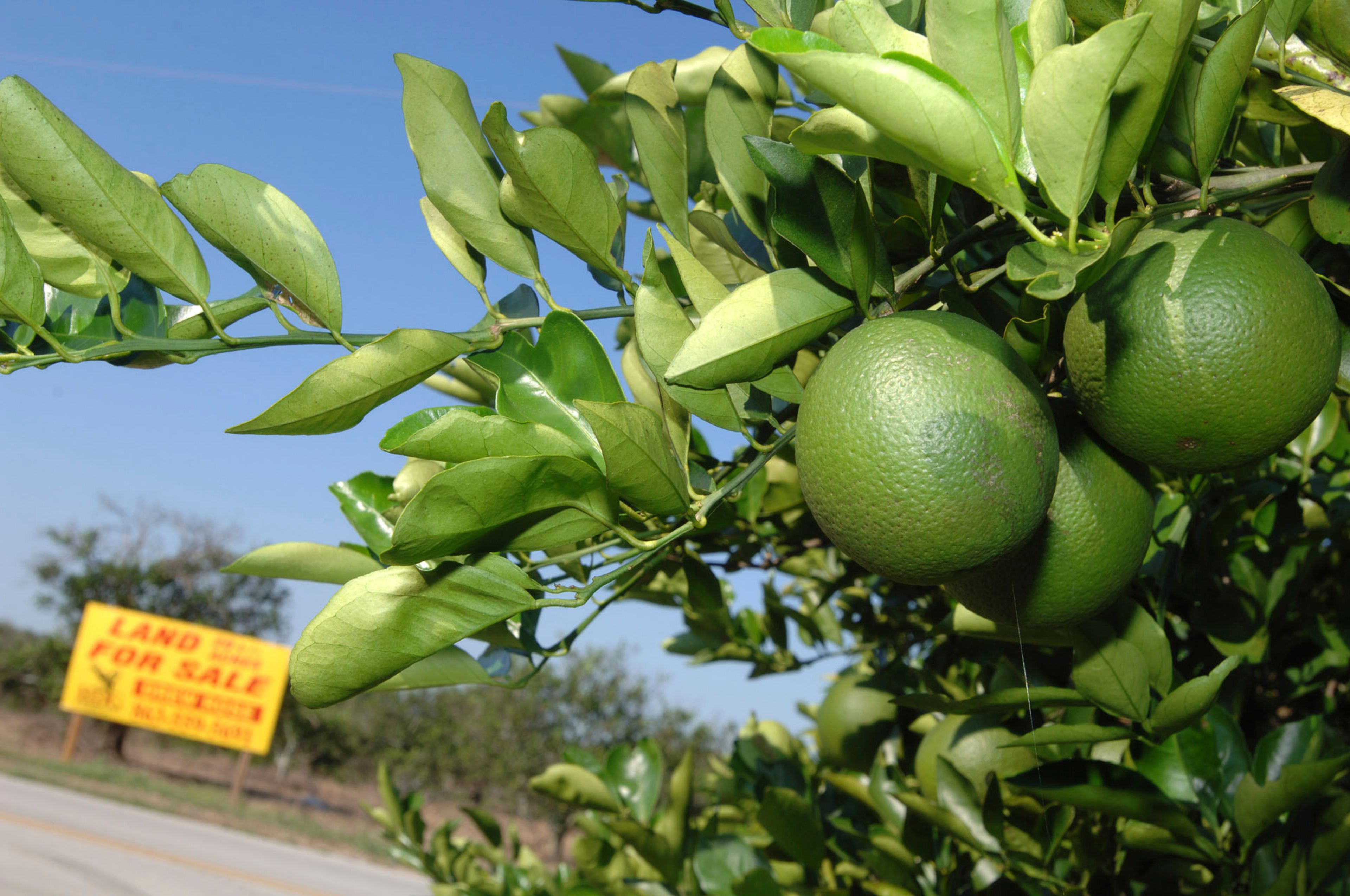 FILE - A "For Sale" sign sits among an acreage of orange trees in Bartow, Fla., Oct. 12, 2007. (AP Photo/Phelan M. Ebenhack, File)